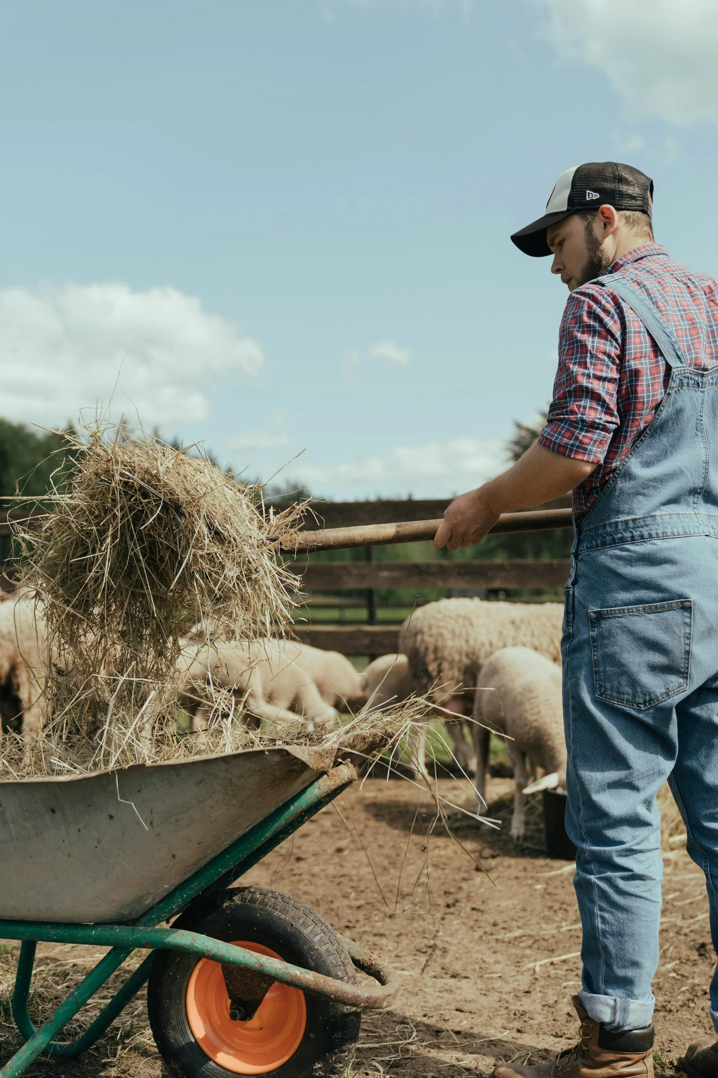 A farmer wearing blue overalls, a plaid shirt, and a black cap, standing outdoors on a farm, using a pitchfork to load hay into a wheelbarrow. Sheep are visible in the background.