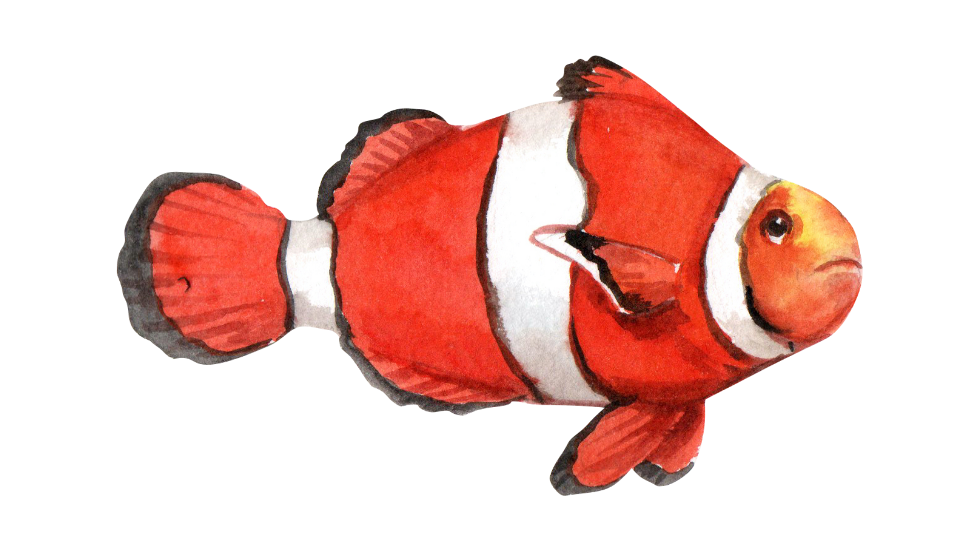 Watercolor illustration of a clownfish with bright orange body, white stripes, and black outlines.
