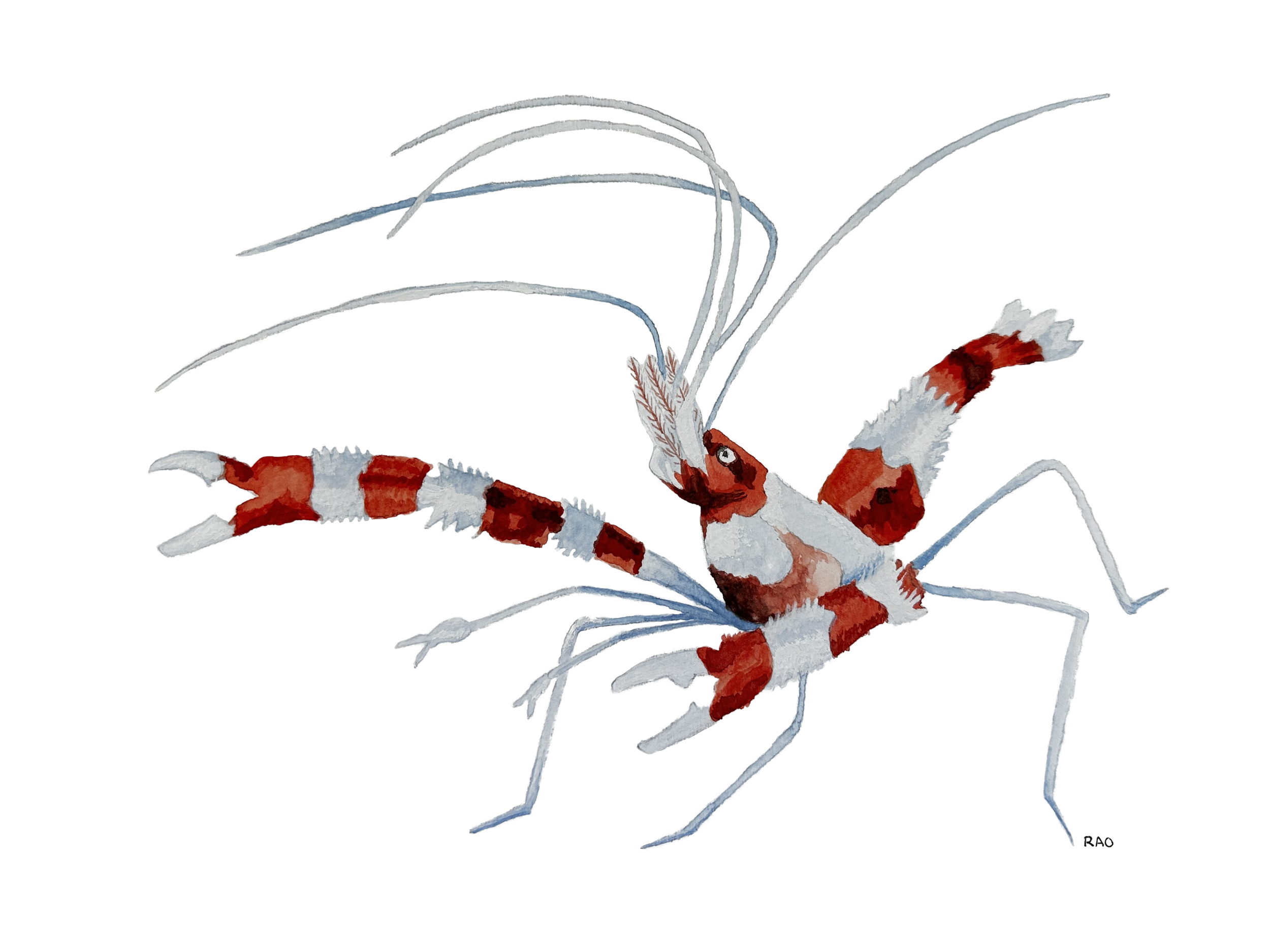 Banded Coral Shrimp *Inspired by Bonaire