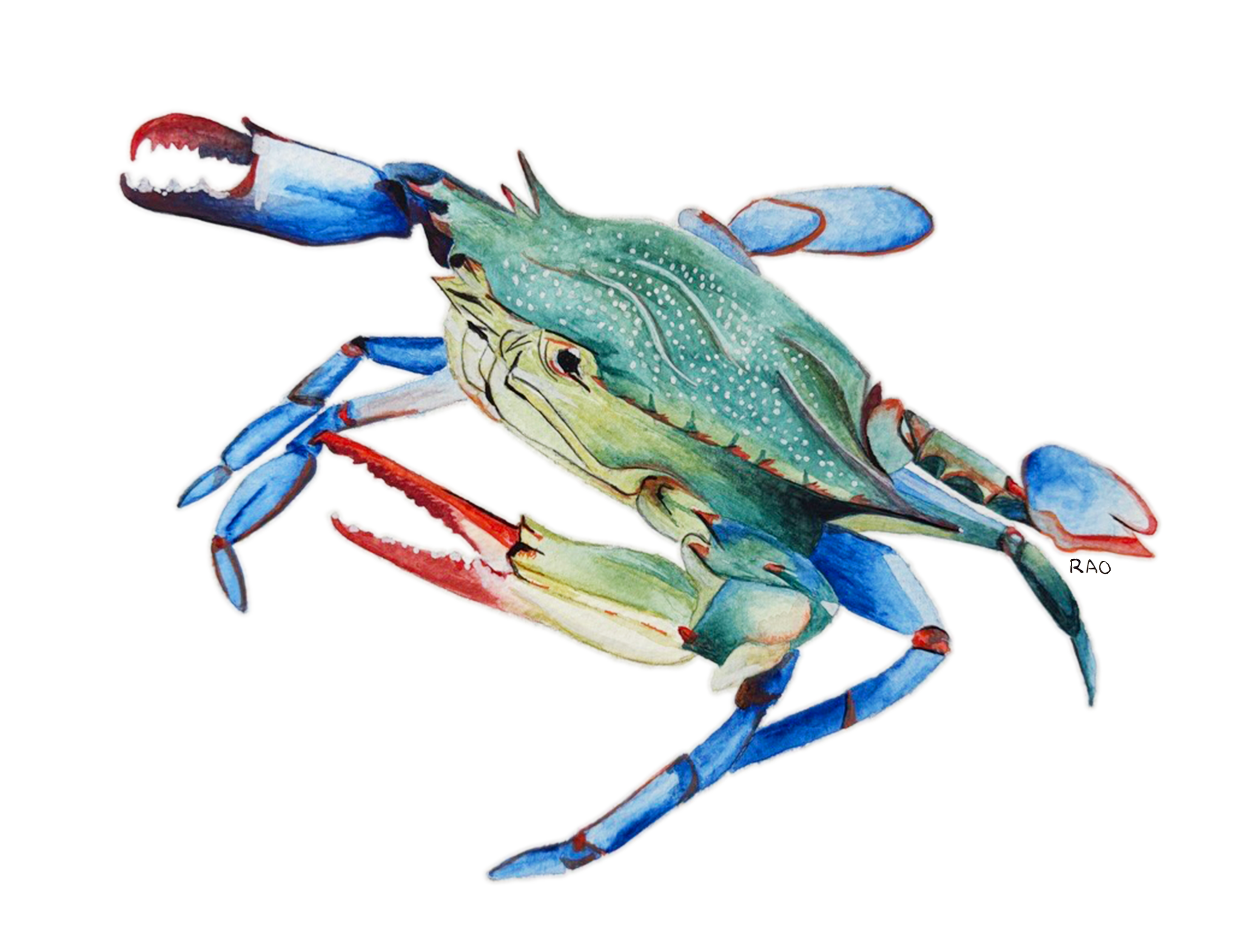 Blue Crab.png