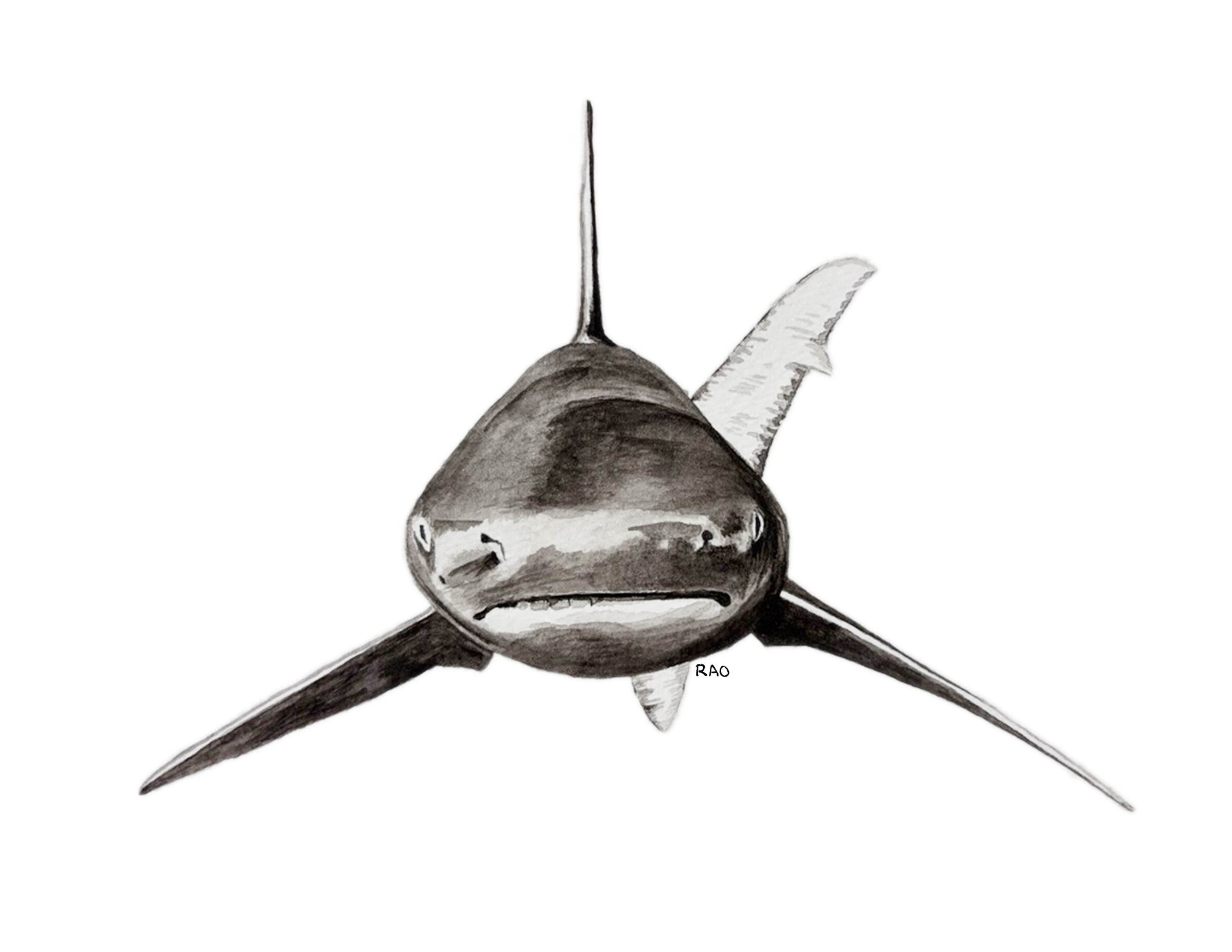 Shark Straight On.png