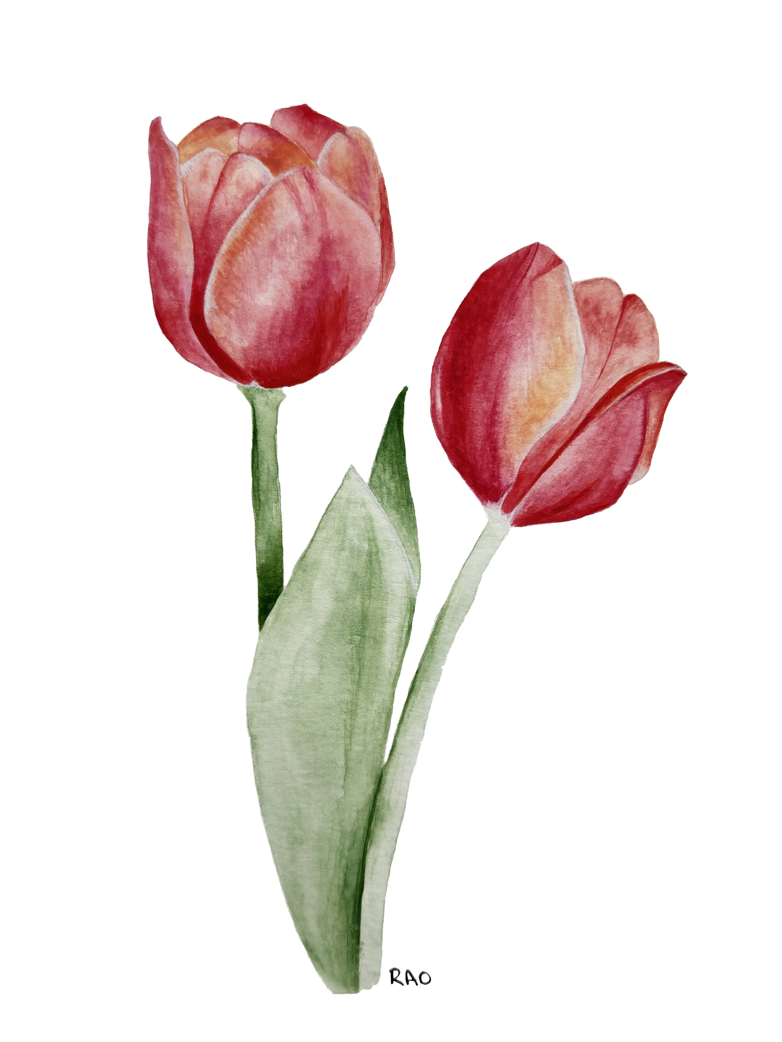 Dutch Tulips