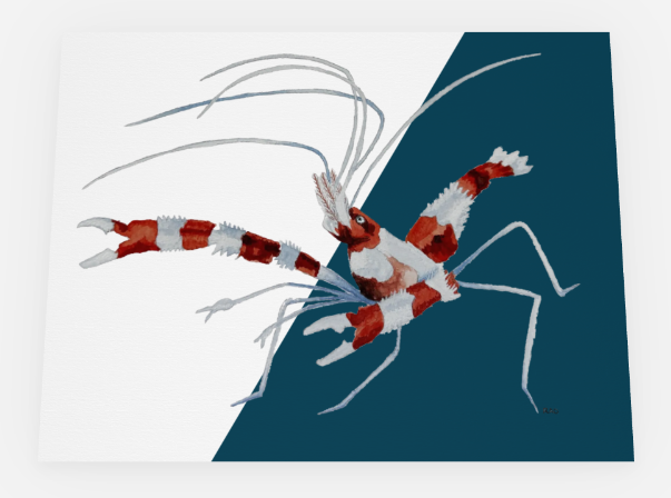 Banded Coral Shrimp w/ Background