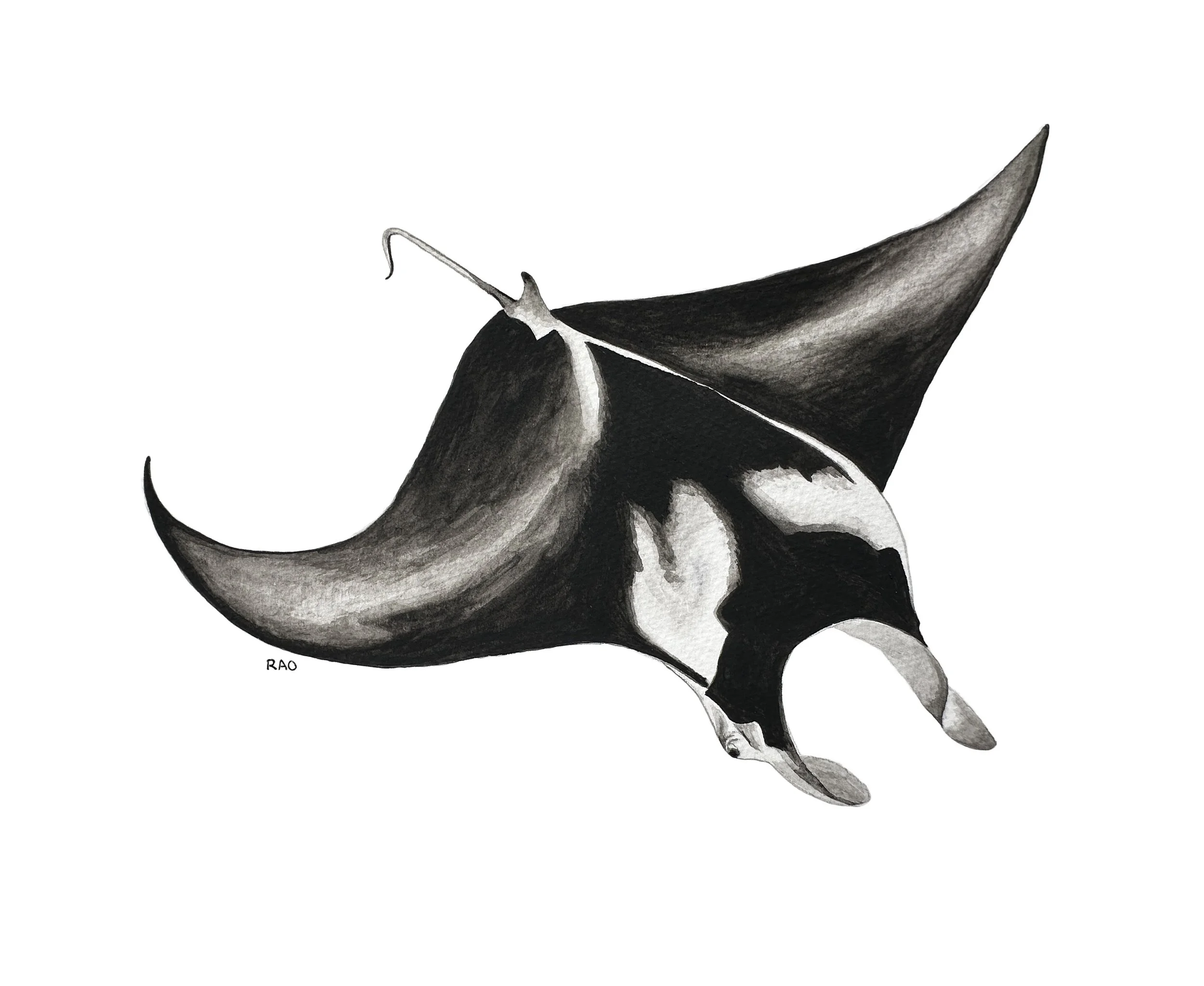 Manta Ray *Inspired by Bali