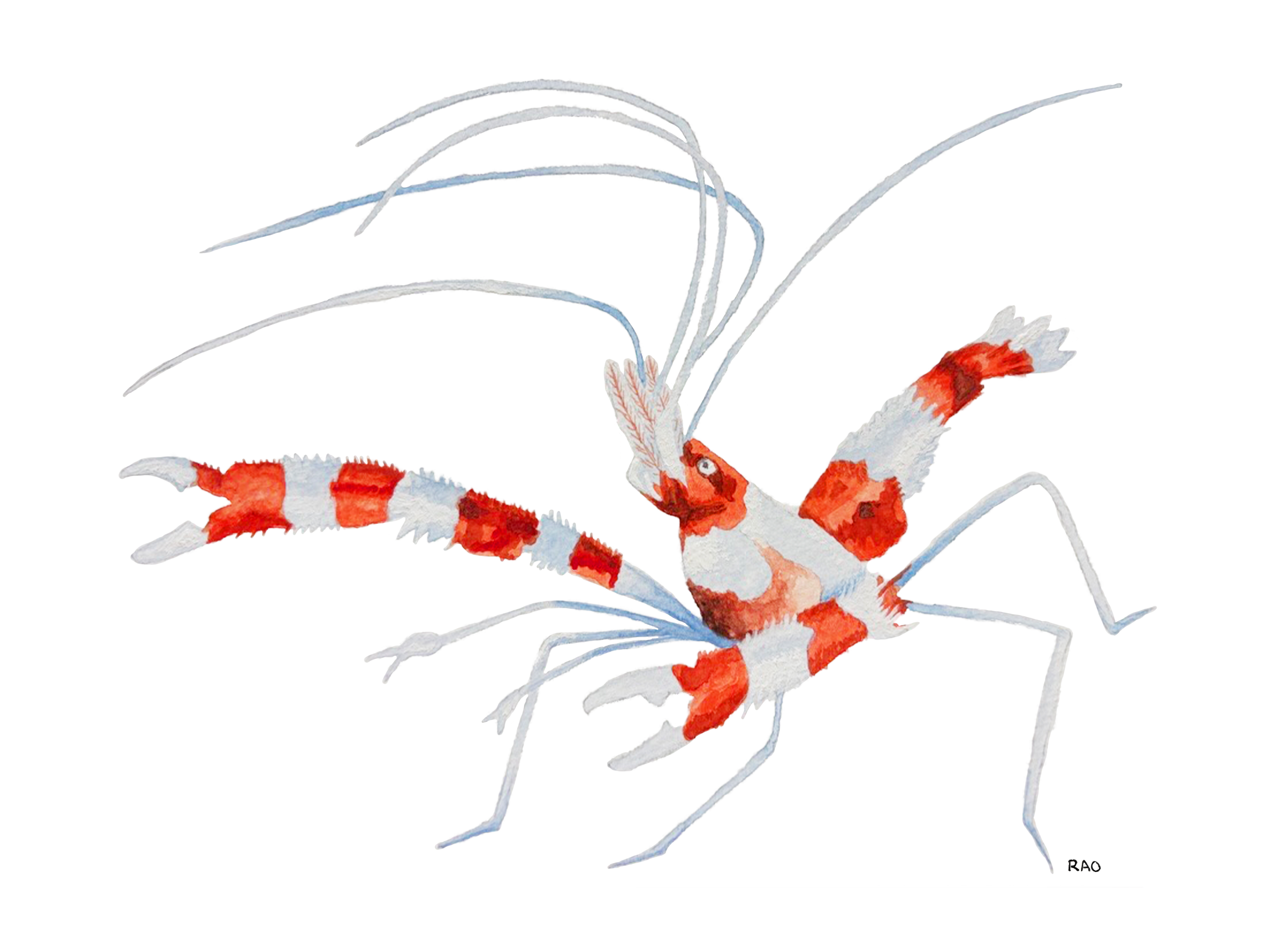 Shrimp 3.0.png