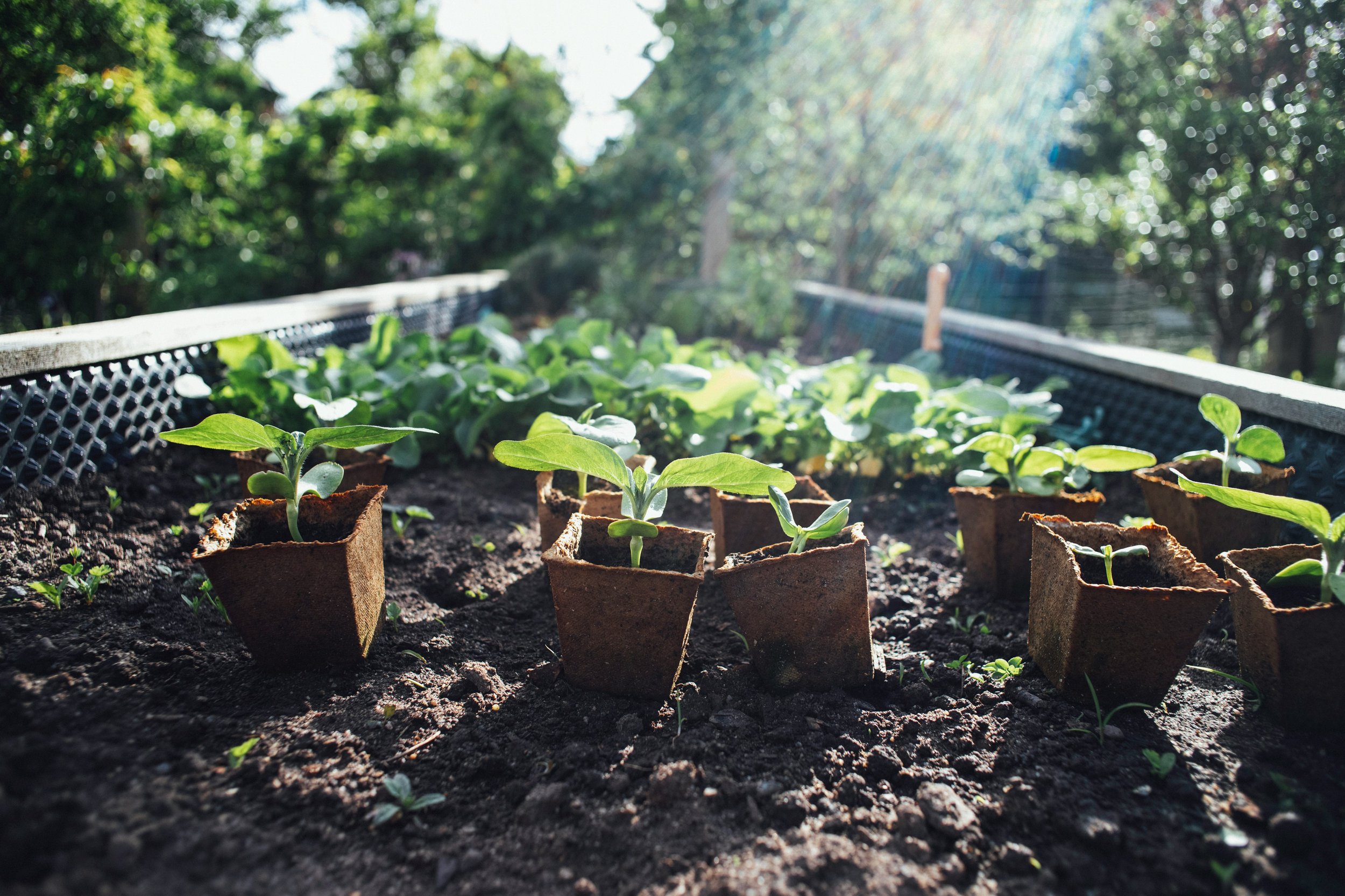 Image of plants ready for planting in a garden bed.