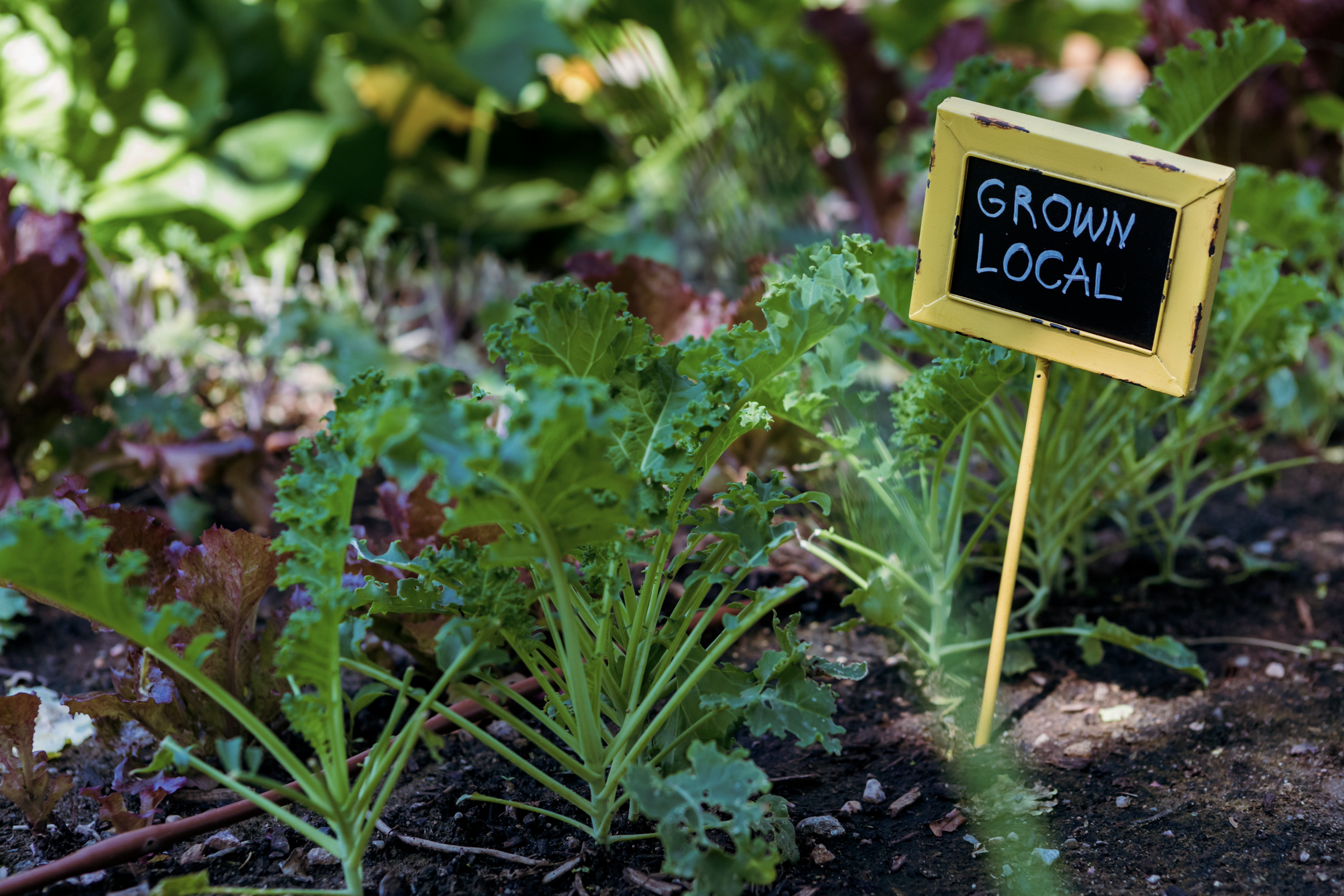 Beaumont Urban Agriculture Plan