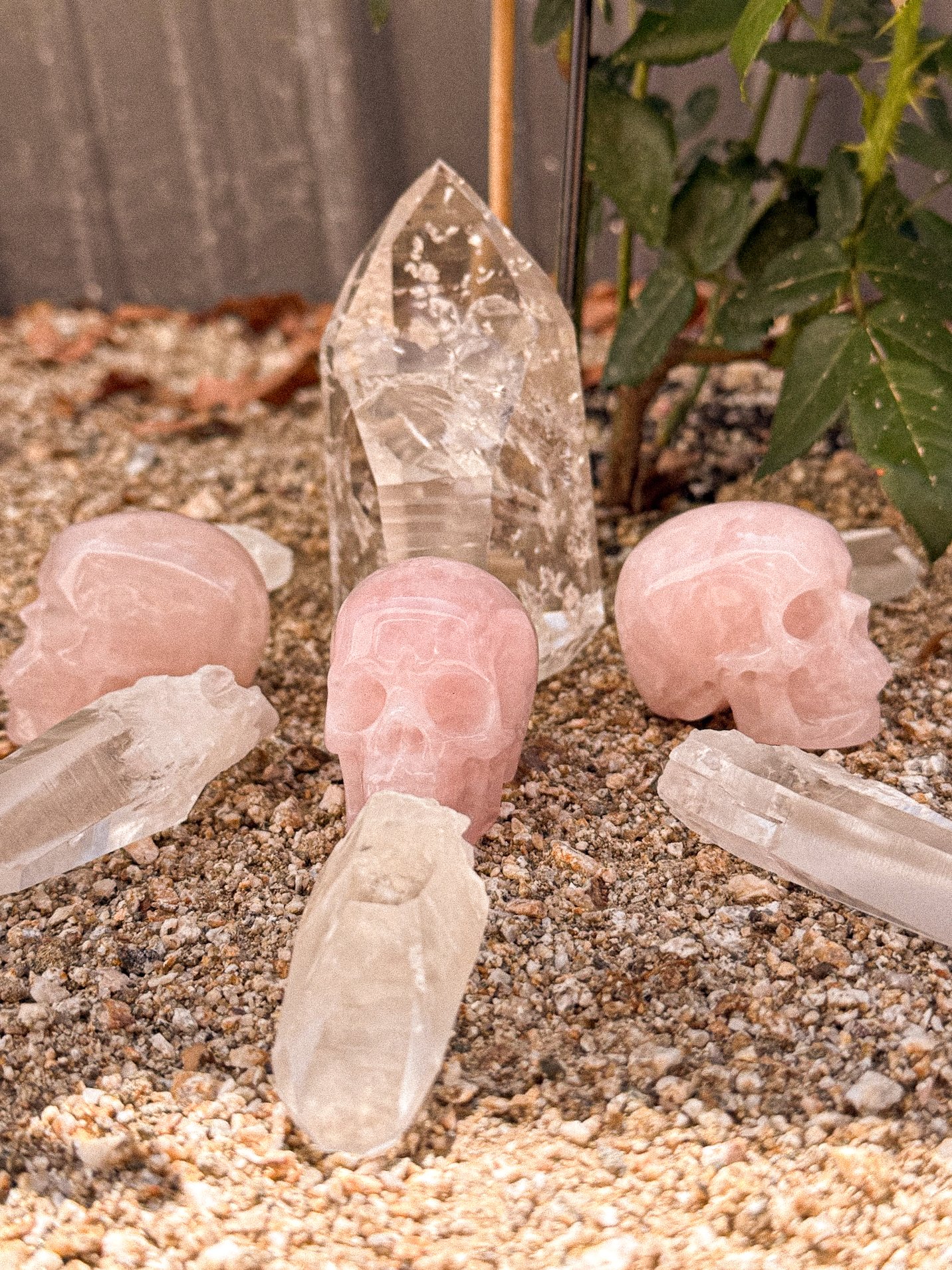 Decorative display featuring a clear quartz point, three pink skull carvings, and several clear quartz crystals on a bed of sand with greenery in the background.