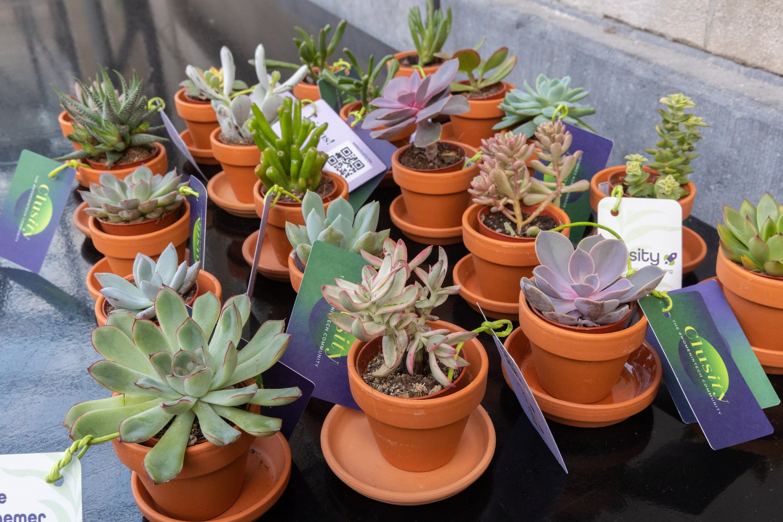 Several potted succulents in small terracotta pots arranged on a black surface.