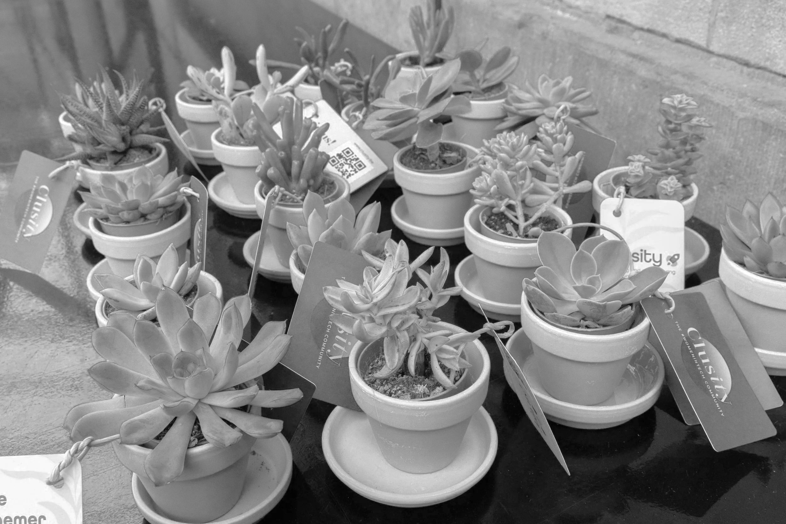 Multiple small potted succulents on a table, some with tags, in black and white.