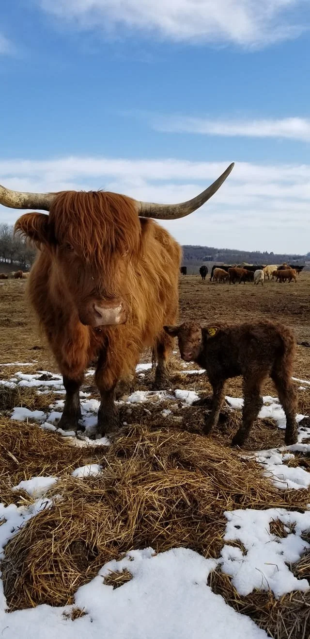 Nutritional Value of Grass Fed Beef Compared to Grain Fed Beef