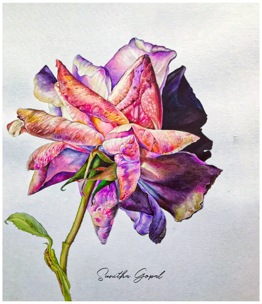 Spectrum Rose (2023)
Watercolor on paper — 30 × 42 cm
Status: Available