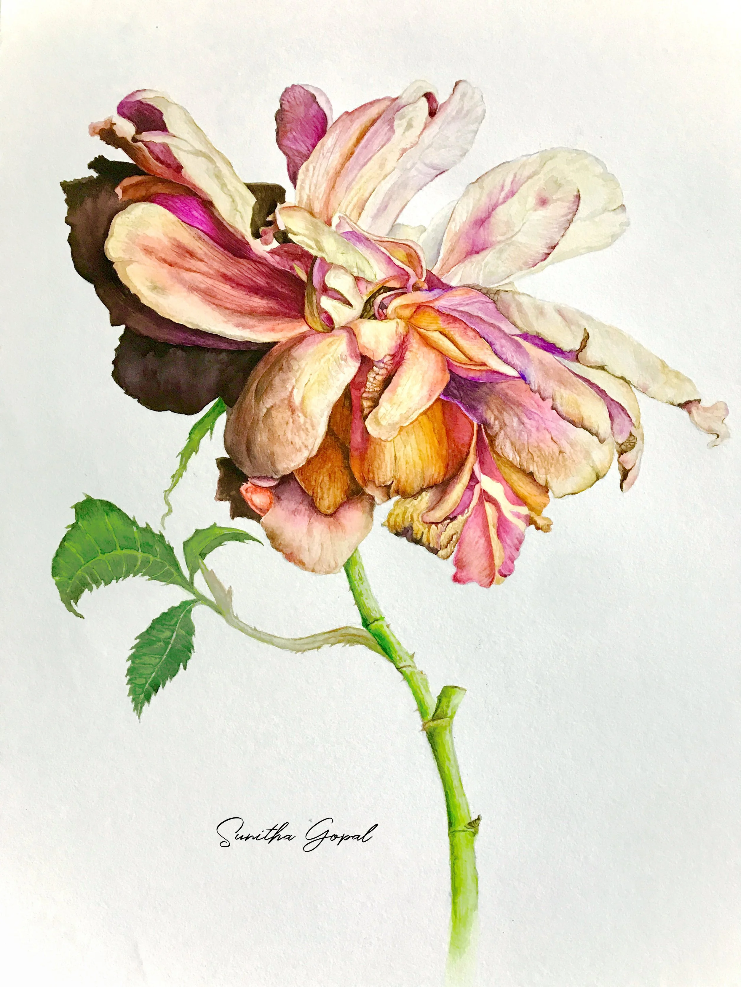 Fading Grace (2023)
Watercolor on paper - 30x 42 cm
Available