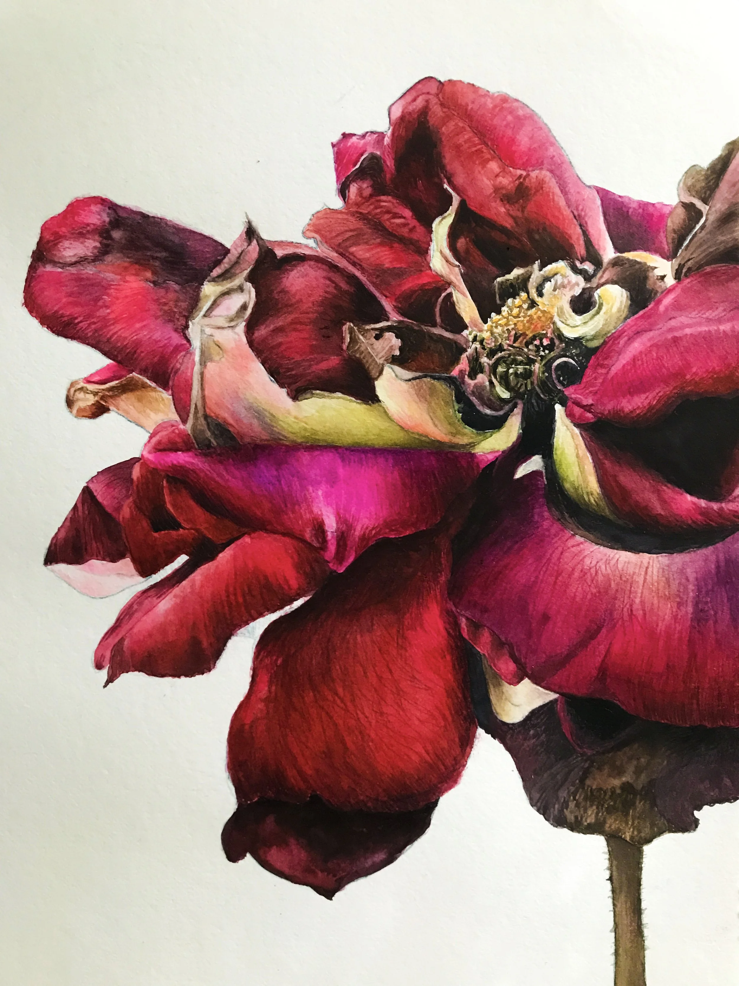 Dying Rose (2023)
Watercolor on paper — 30 × 42 cm
Status: Available