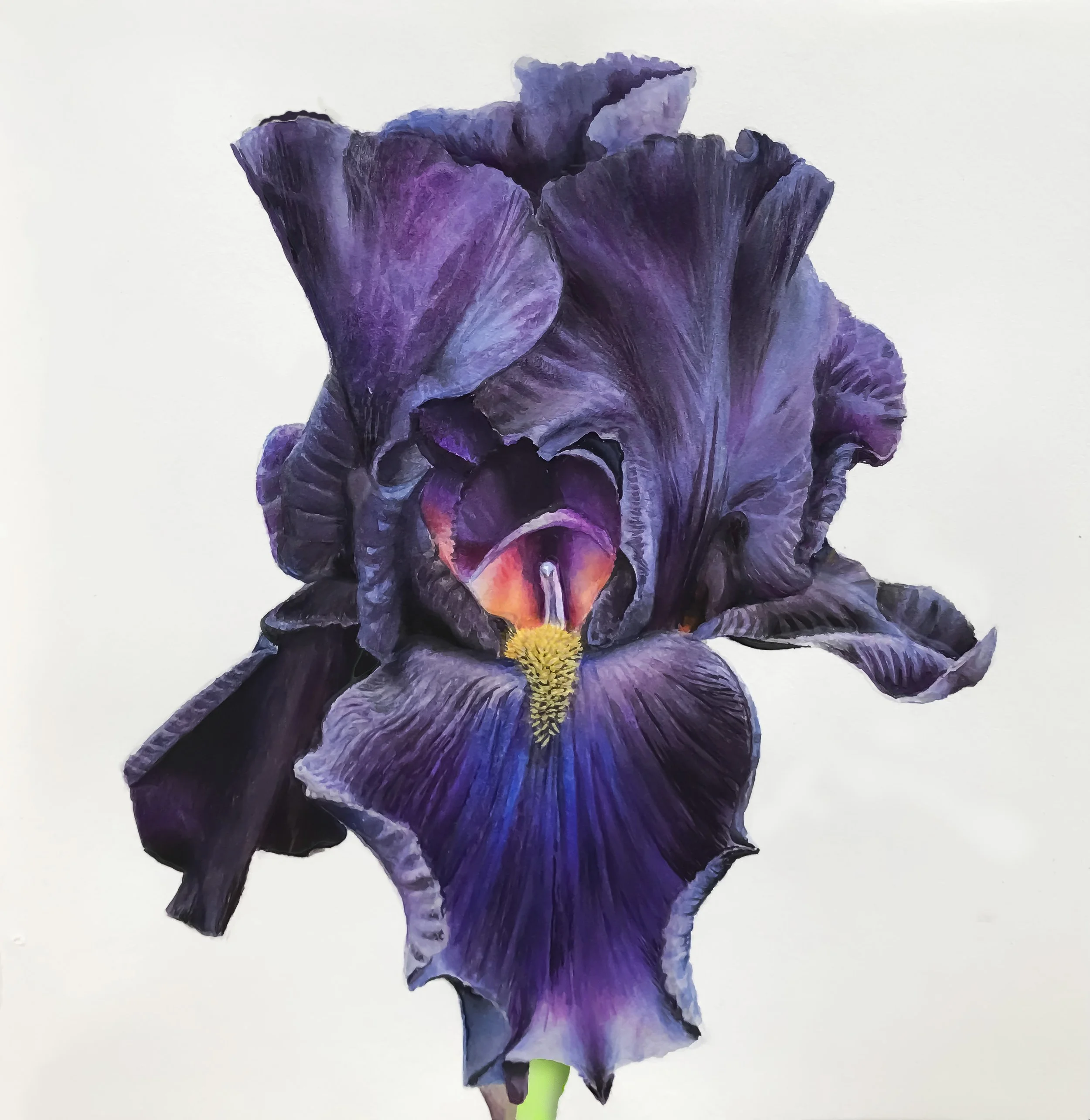 Black Iris (2023)
Watercolor on paper — 30 × 42 cm
Status: Available