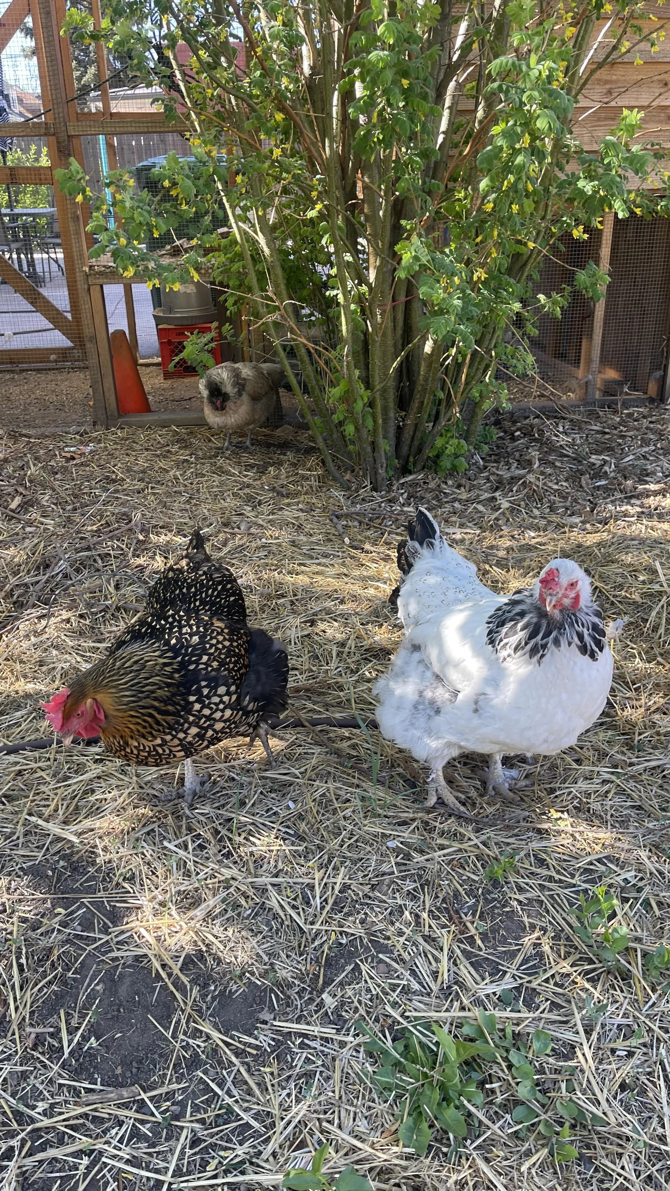 Inner Child Workshop- Farm Edition June 18th