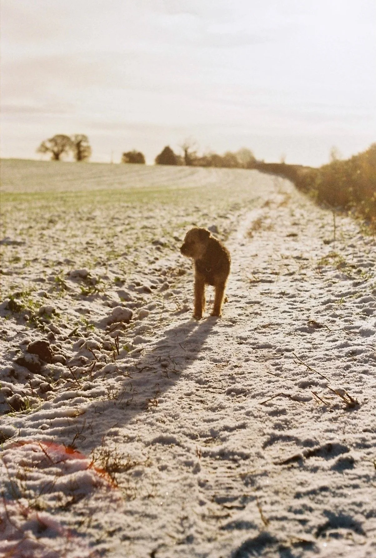 Praktica TL 5B Kodak Gold 200, Hereford