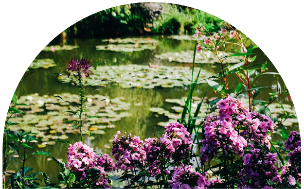 Pink and purple flowers near a pond with lily pads, surrounded by green plants and trees.
