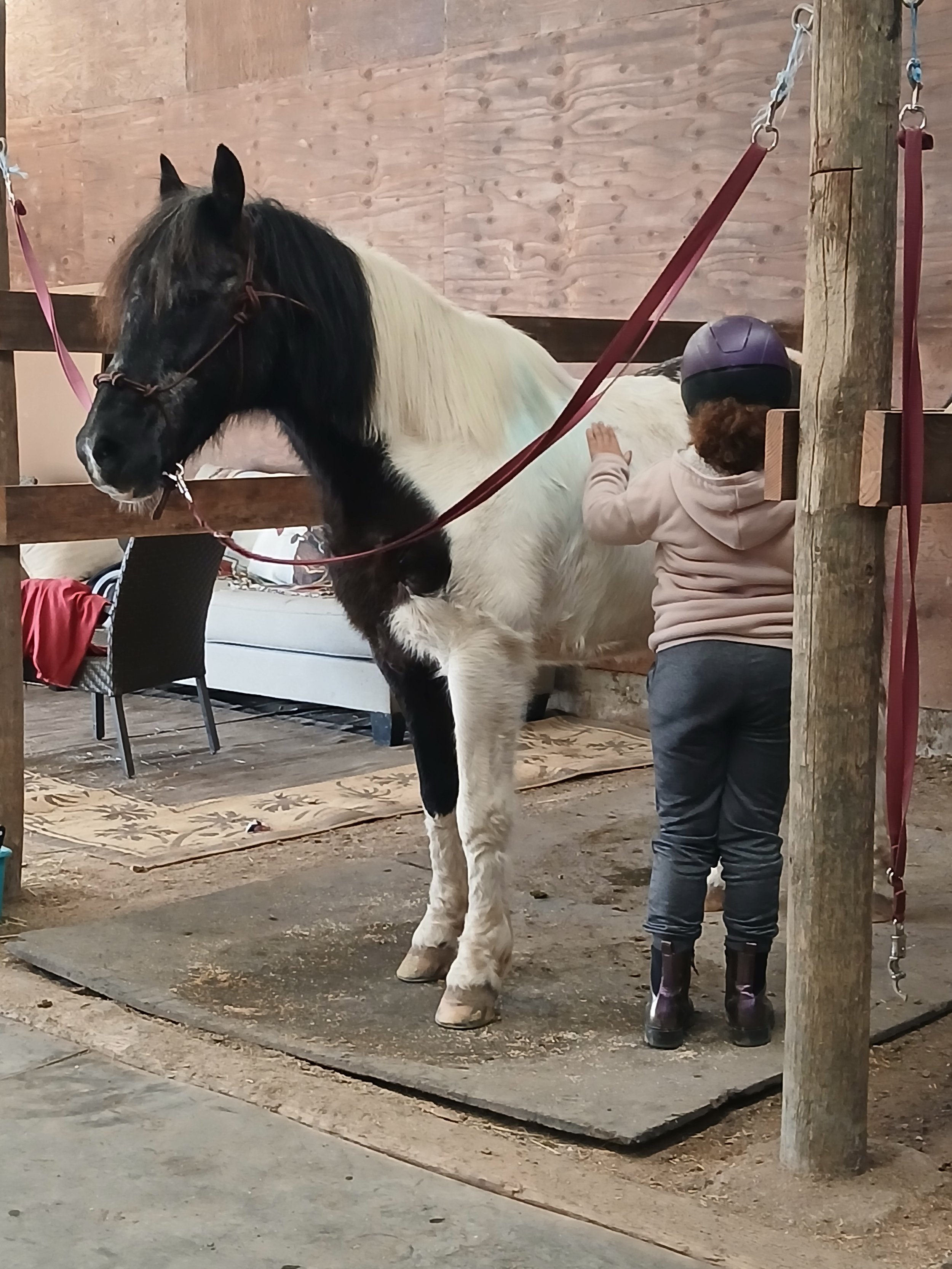 A young girl with curly hair, wearing a helmet and boots, is grooming a black and white horse in a stable.