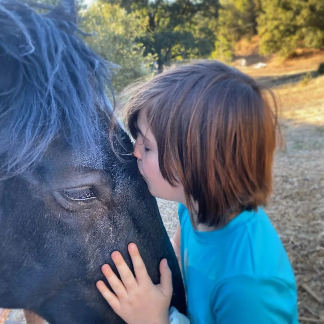 A young child with brown hair, wearing a blue shirt, kisses a black horse on the face outdoors during daytime.