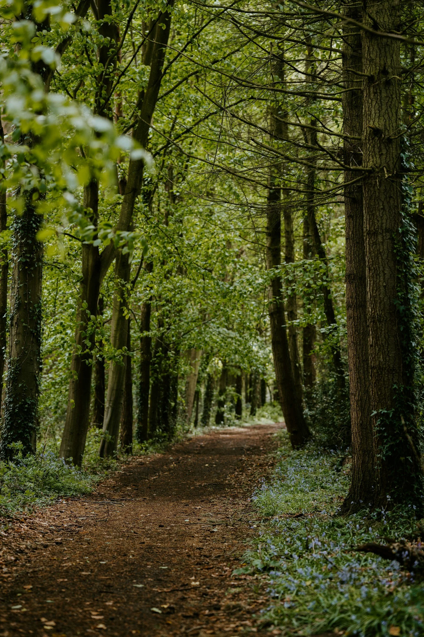 A forest trail surrounded by green trees and small blue flowers along the path.