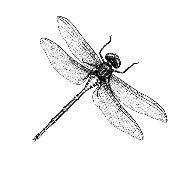 Detailed black and white illustration of a dragonfly against a black background Rooms With A View Tile