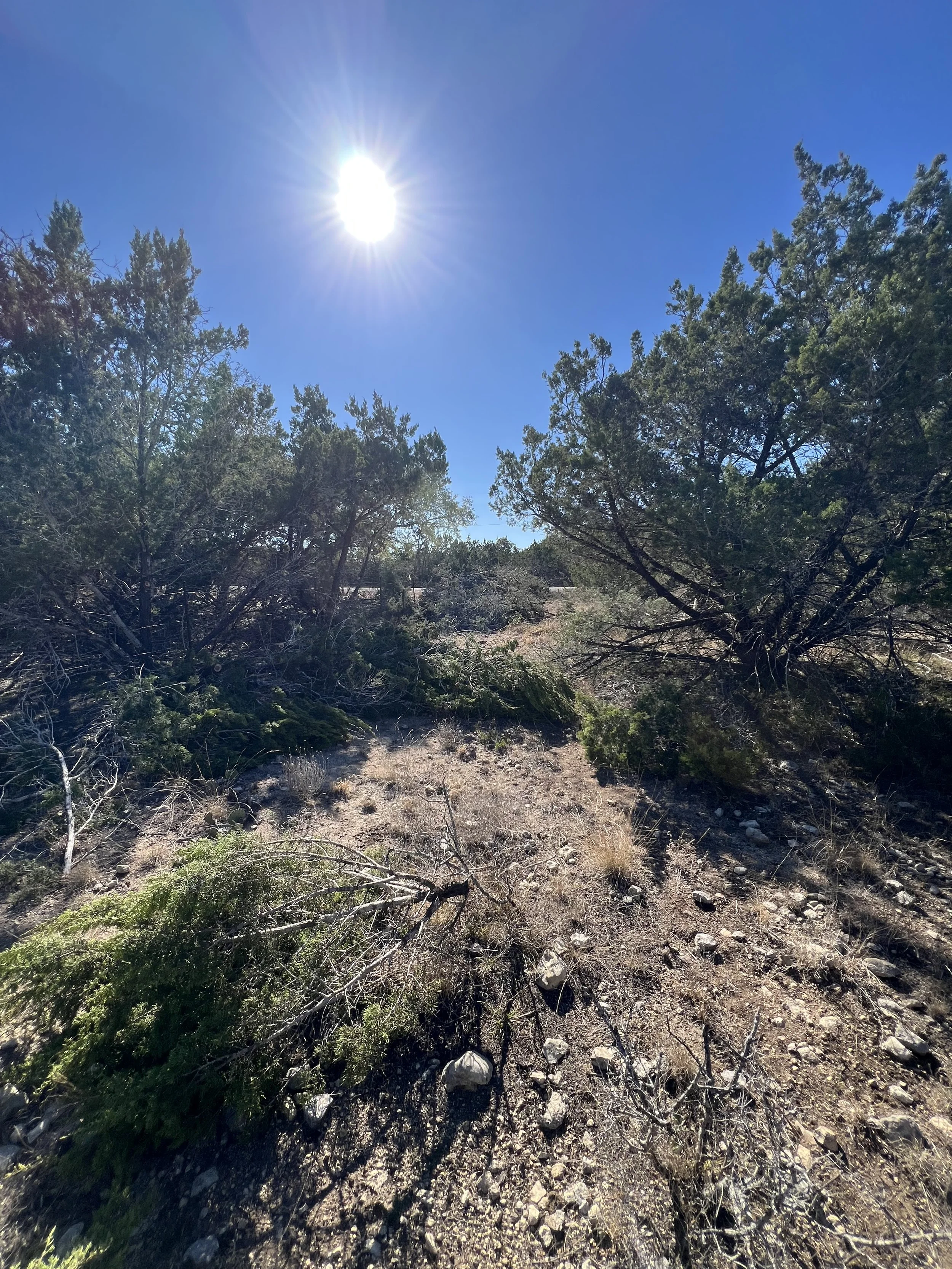 Sunny day over a dry, rocky hillside with sparse vegetation and trees.