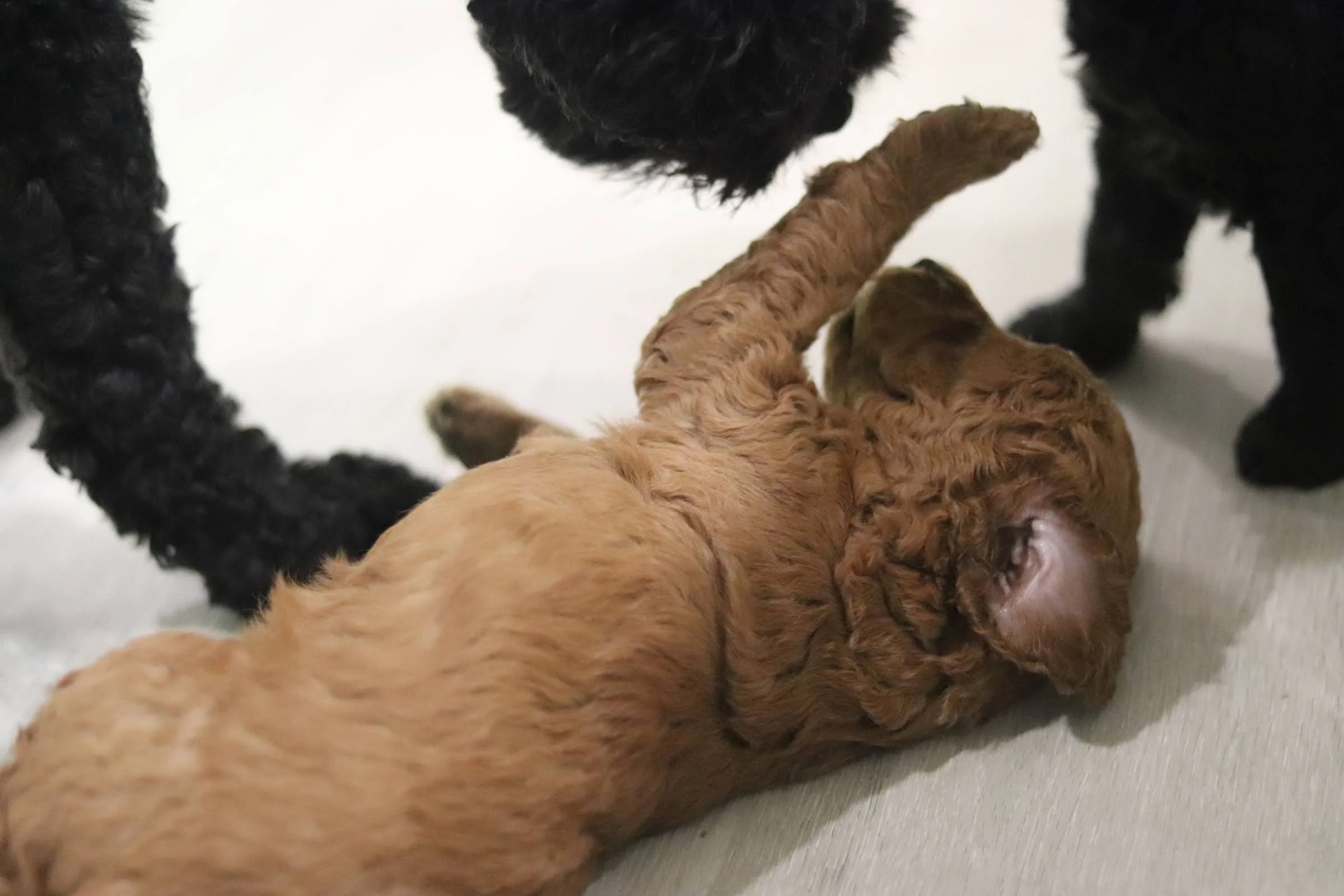 A small, curly-haired brown puppy lying on its back on a light-colored floor, surrounded by black puppies with curly fur, with one black puppy's paw and head nearby.