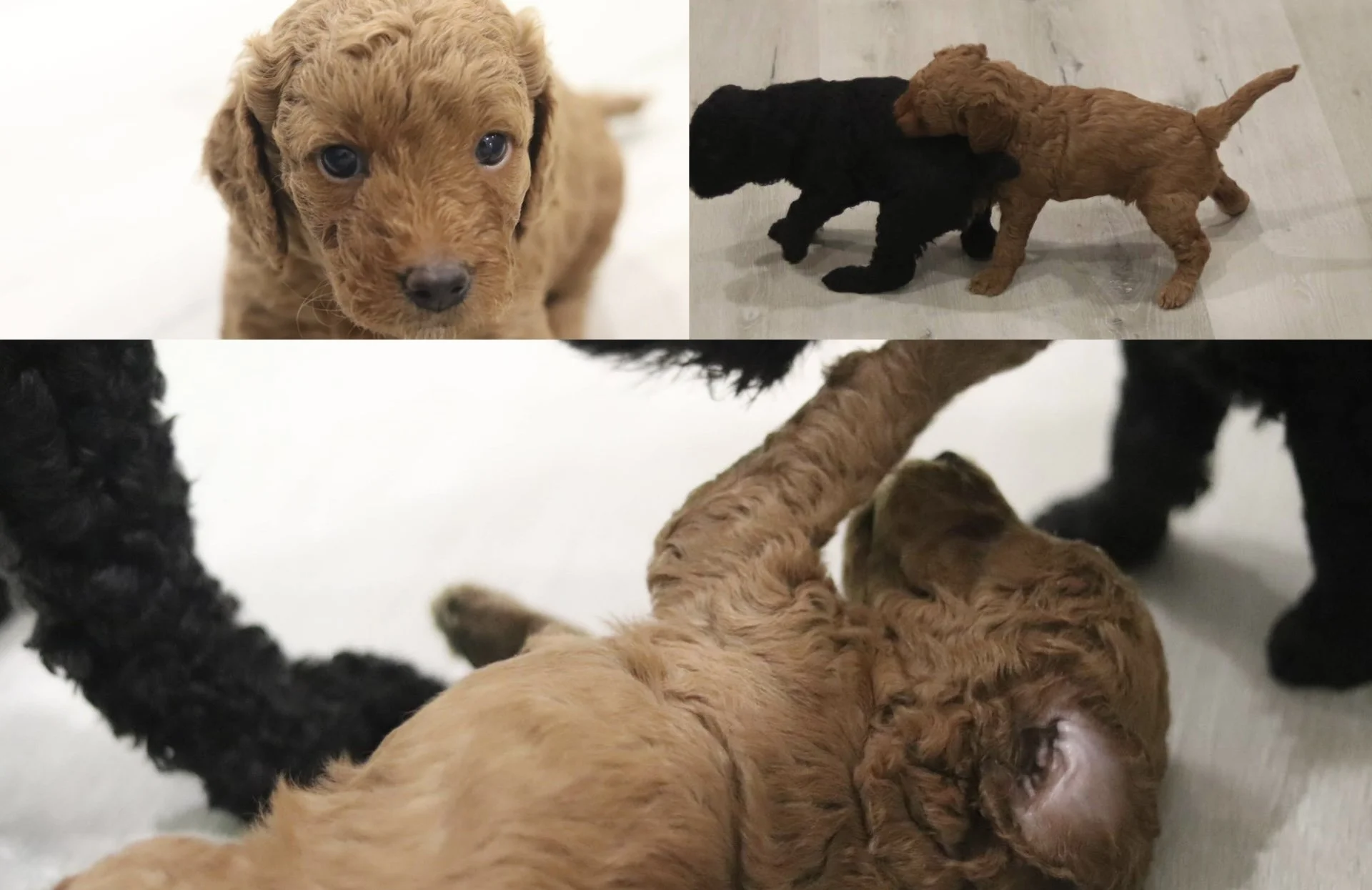 Collage of three photos of adorable puppies. The top left photo shows a close-up of a brown curly-haired puppy looking at the camera. The top right photo shows two puppies, one black and one brown, walking on a light-colored floor. The bottom photo shows two brown puppies and a black puppy with their paws and bodies intertwined on the floor.