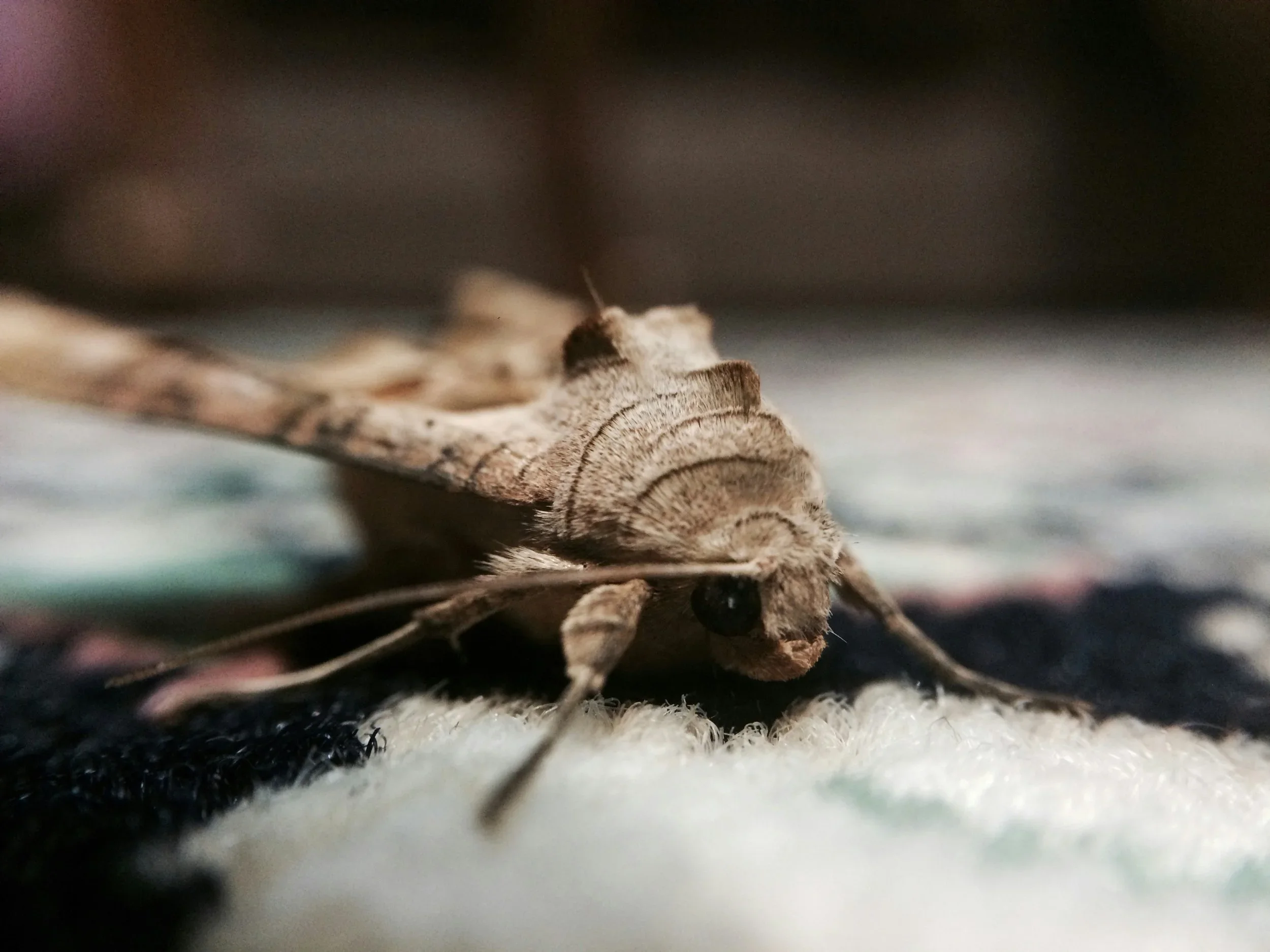 Persian Rug cleaning