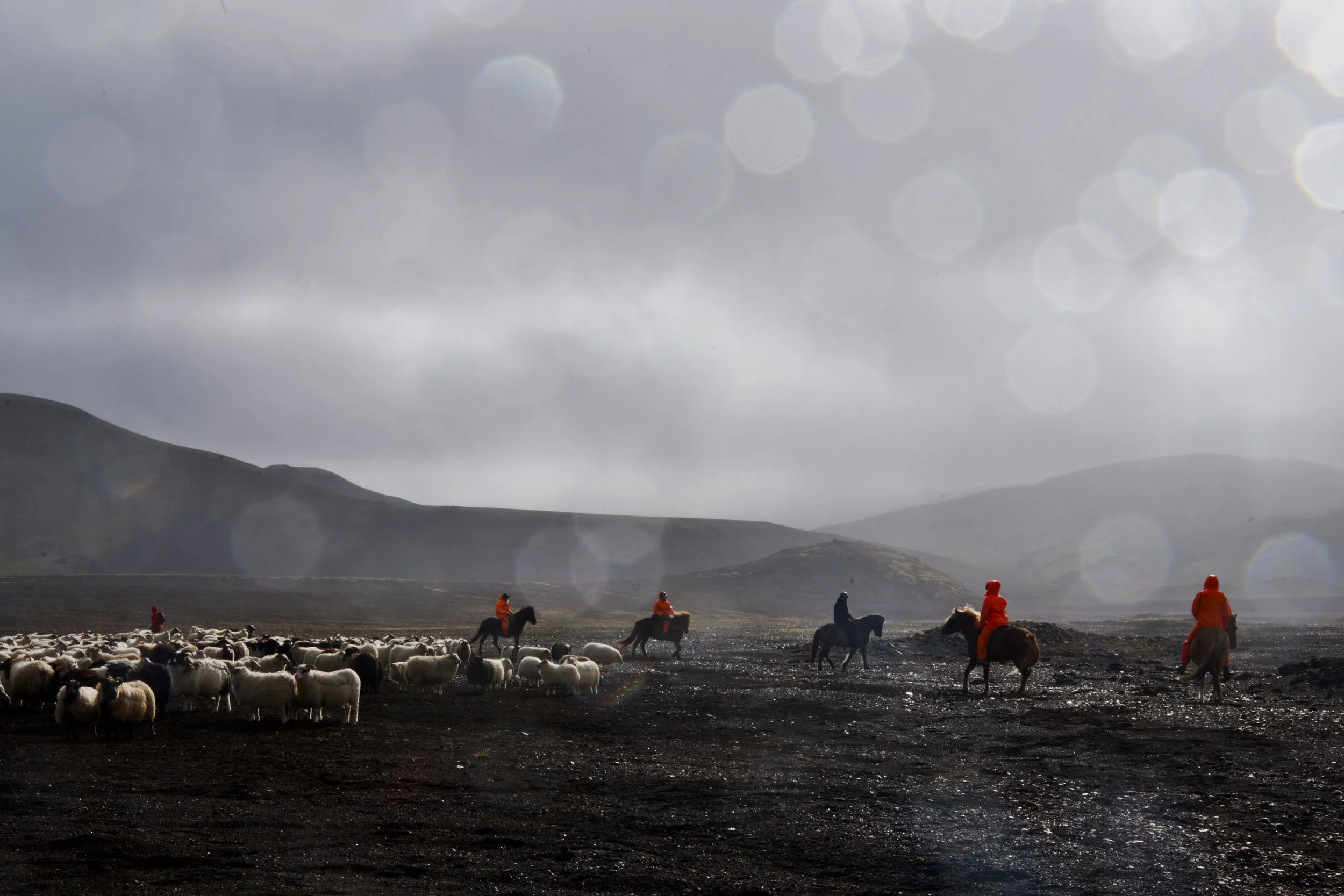 horses and raindrops.jpeg