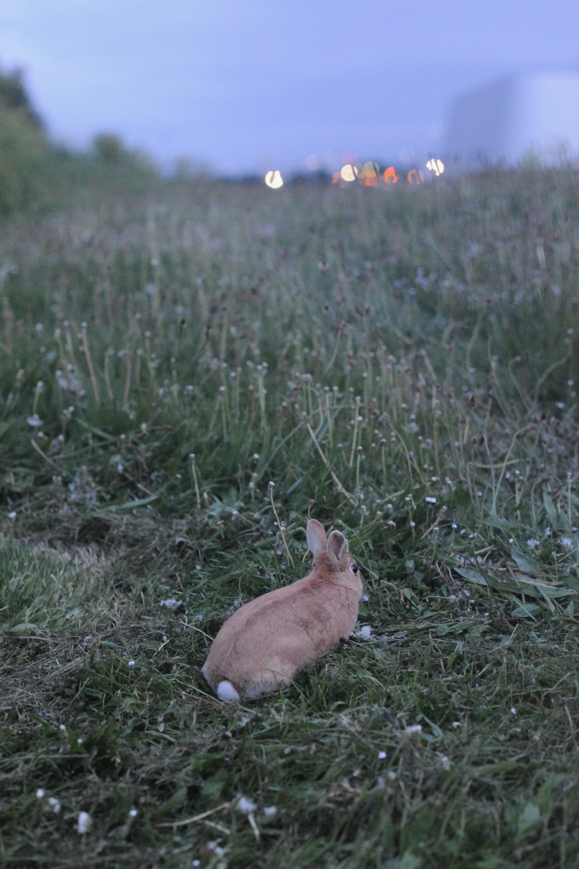 Bunny 05-25 (1).jpeg
