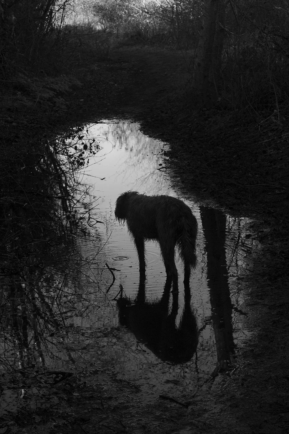 RHA2021blackdog.jpeg