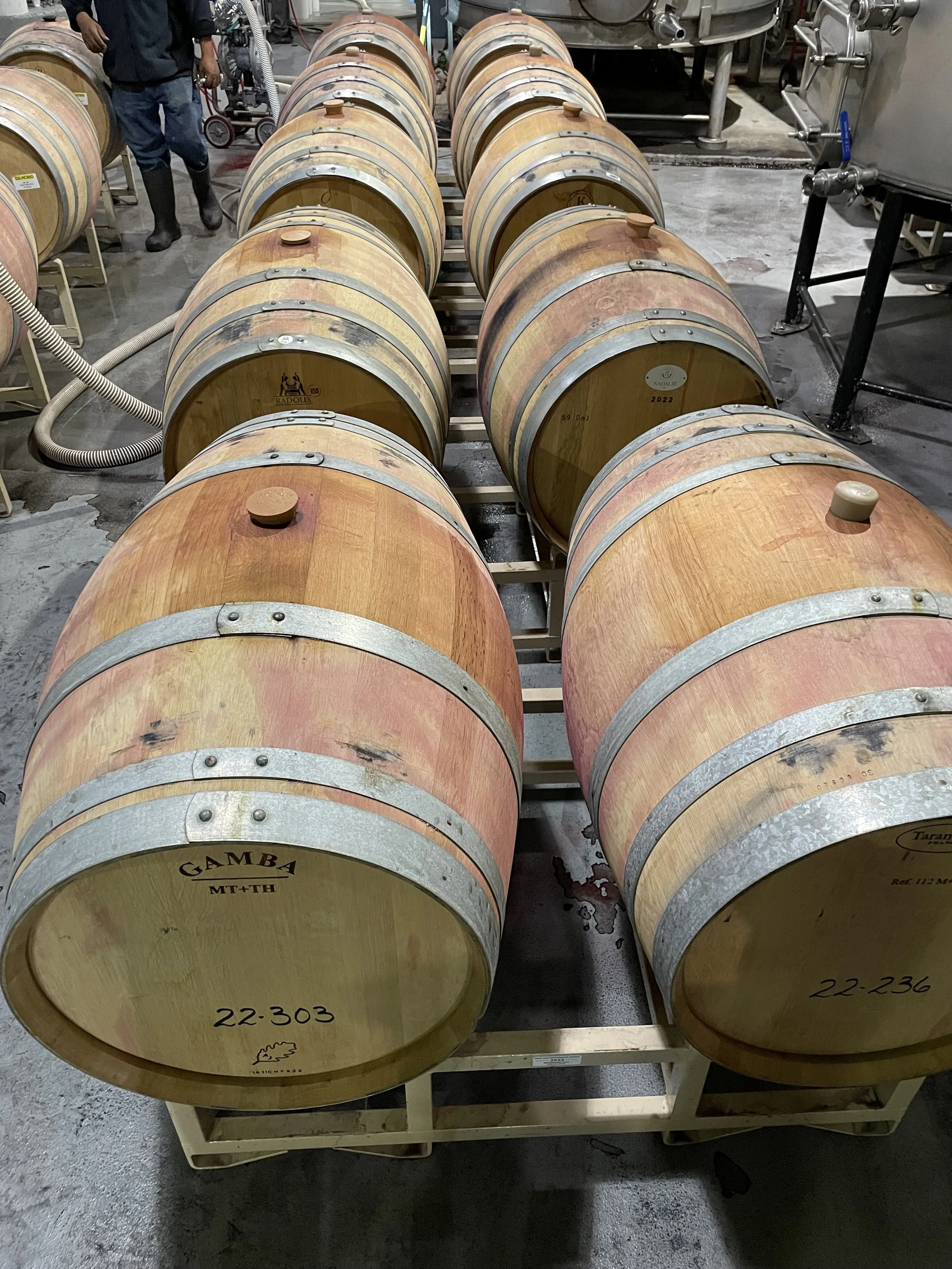 wine barrels in cellar
