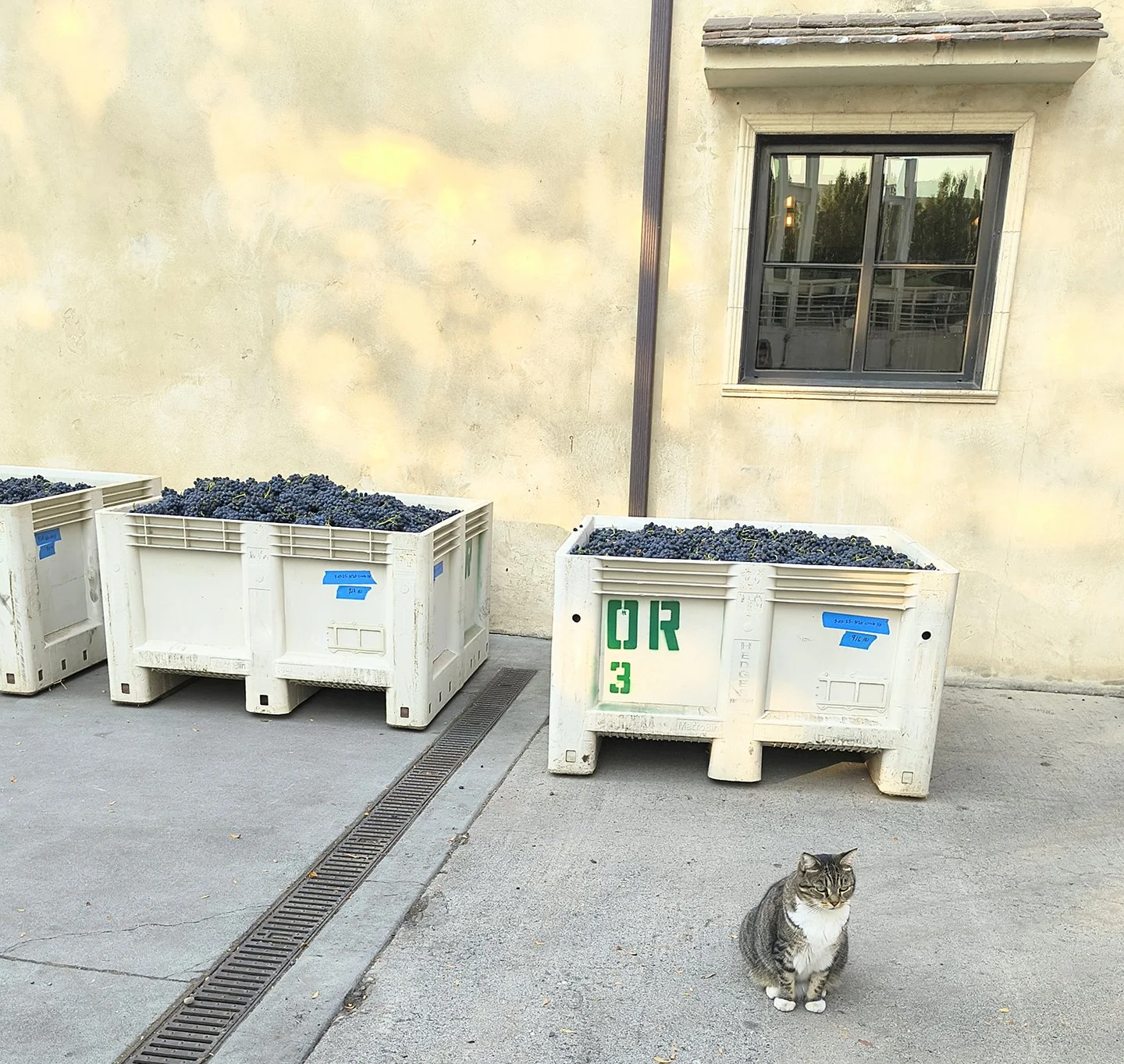 cat in front of bin of wine grapes