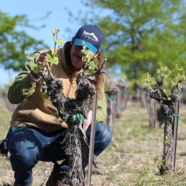 vineyard manager tending to grape vine