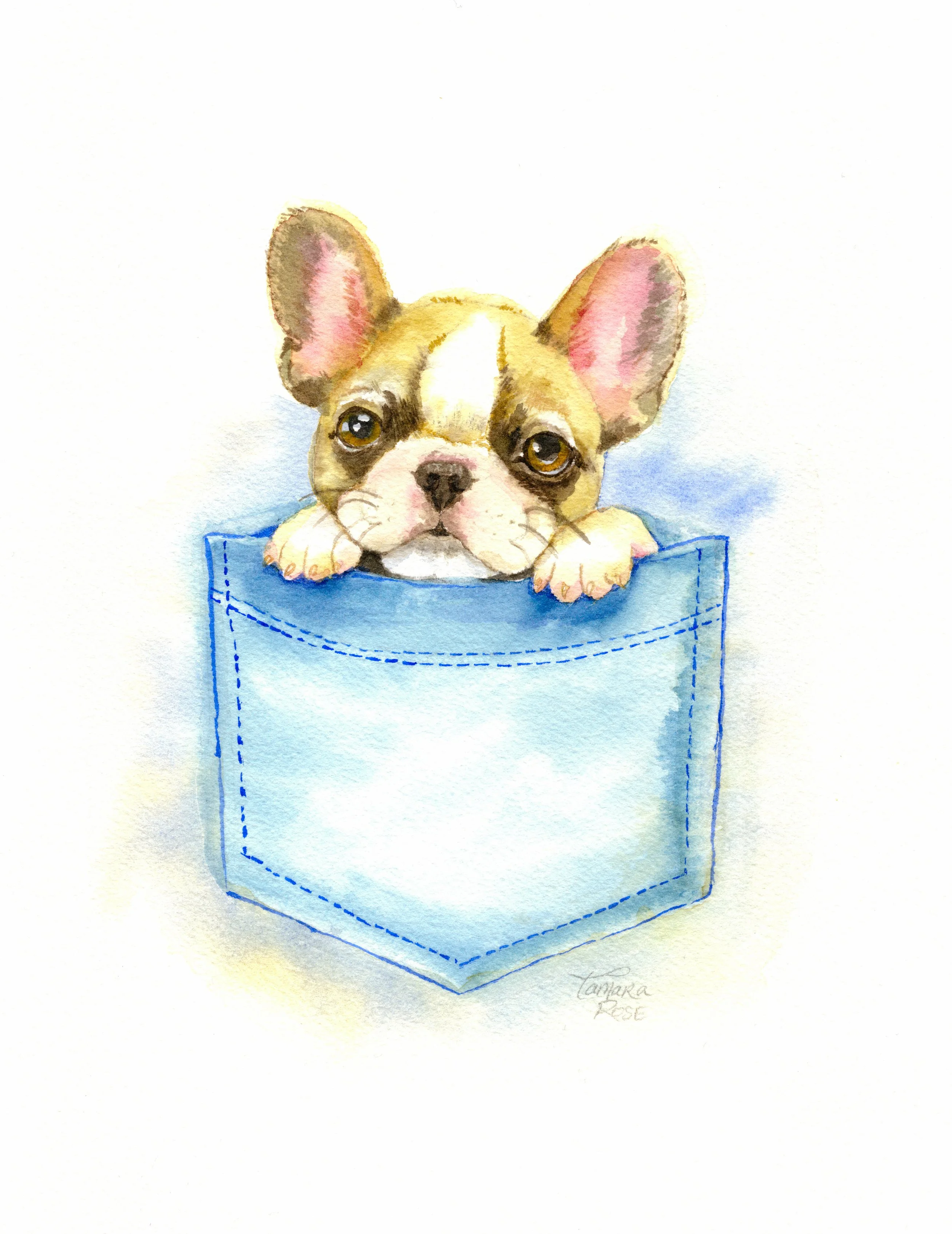Pocket Puppy - French Bulldog