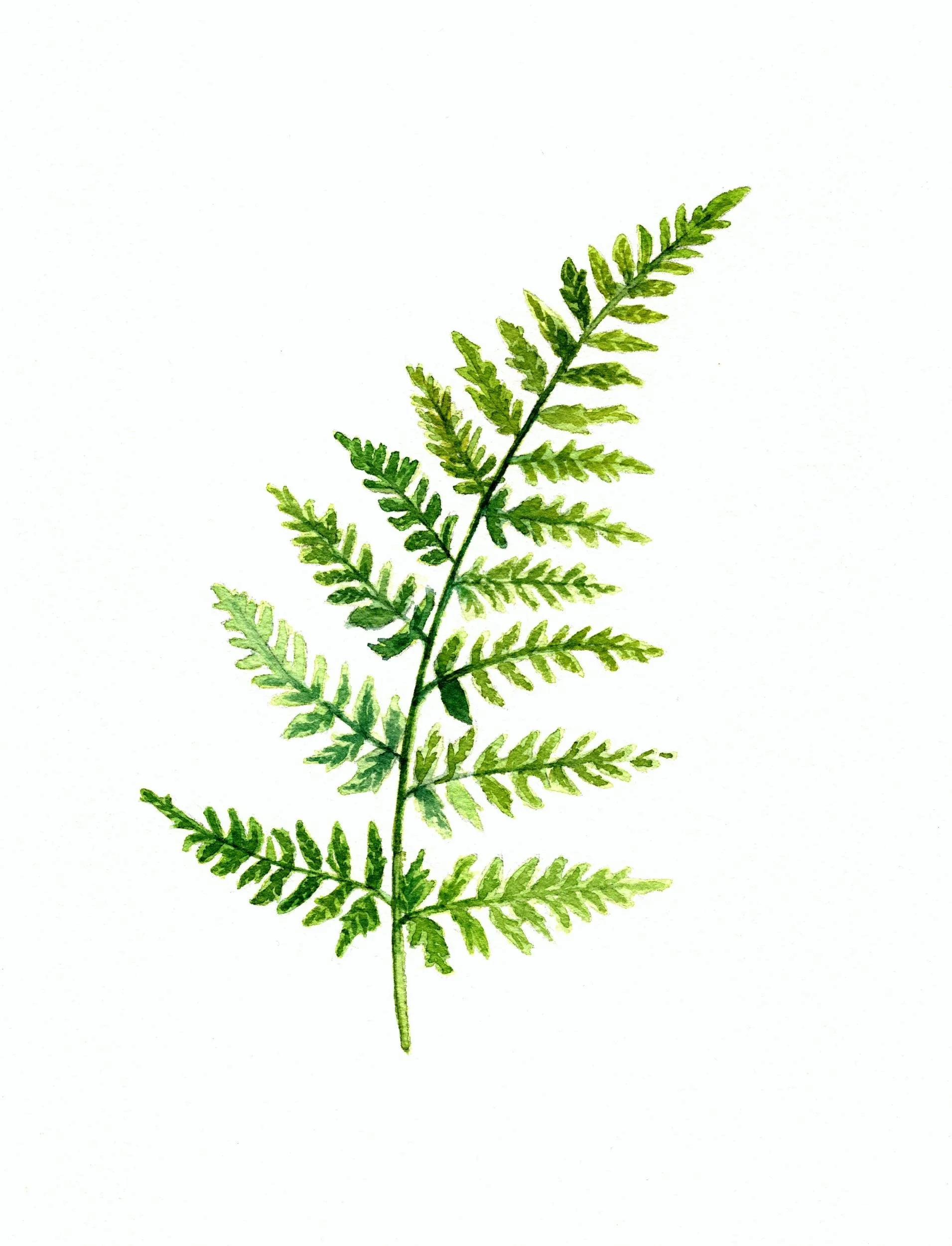 Watercolor-Fern-print.jpg