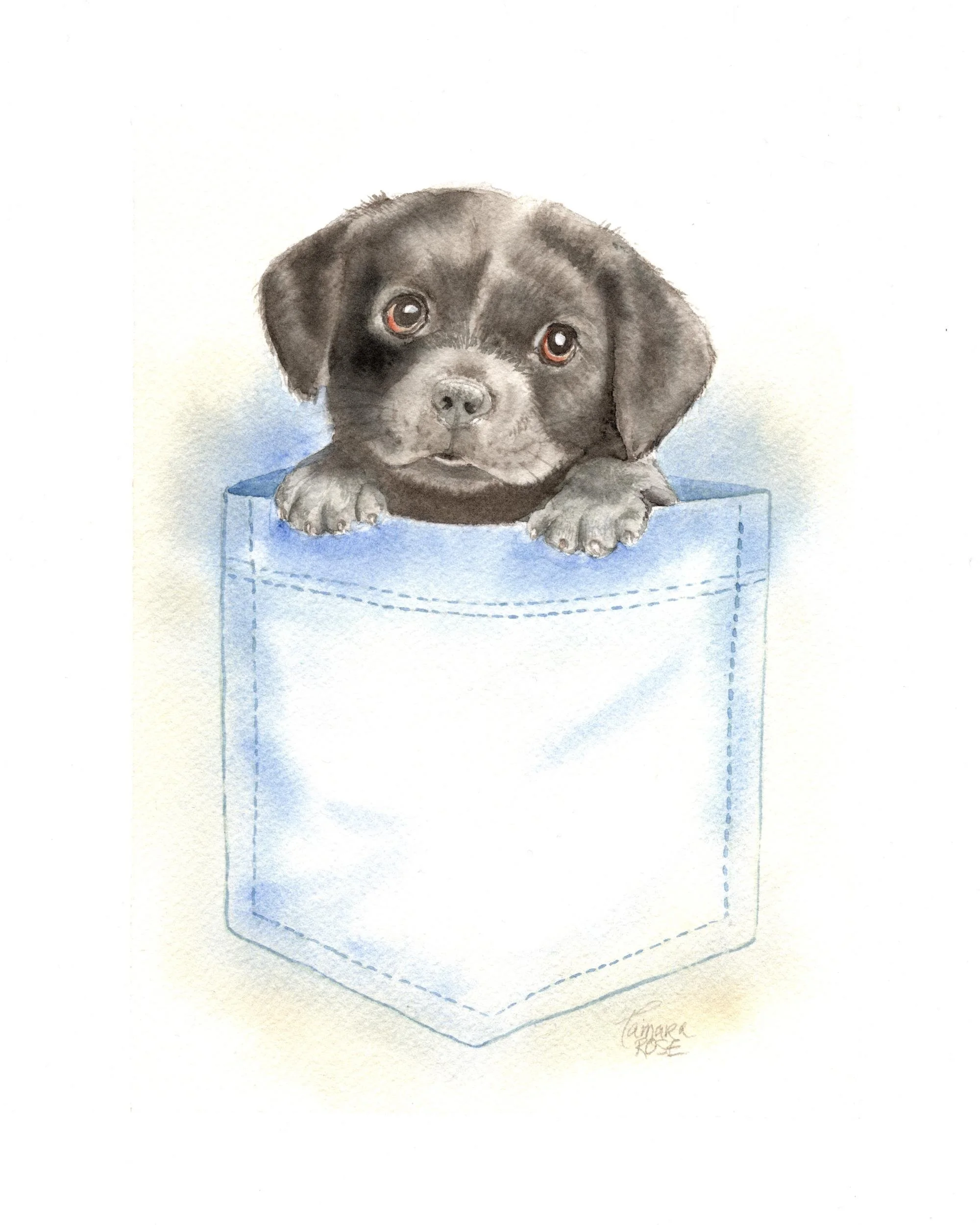Watercolor painting of a black lab puppy in a shirt pocket