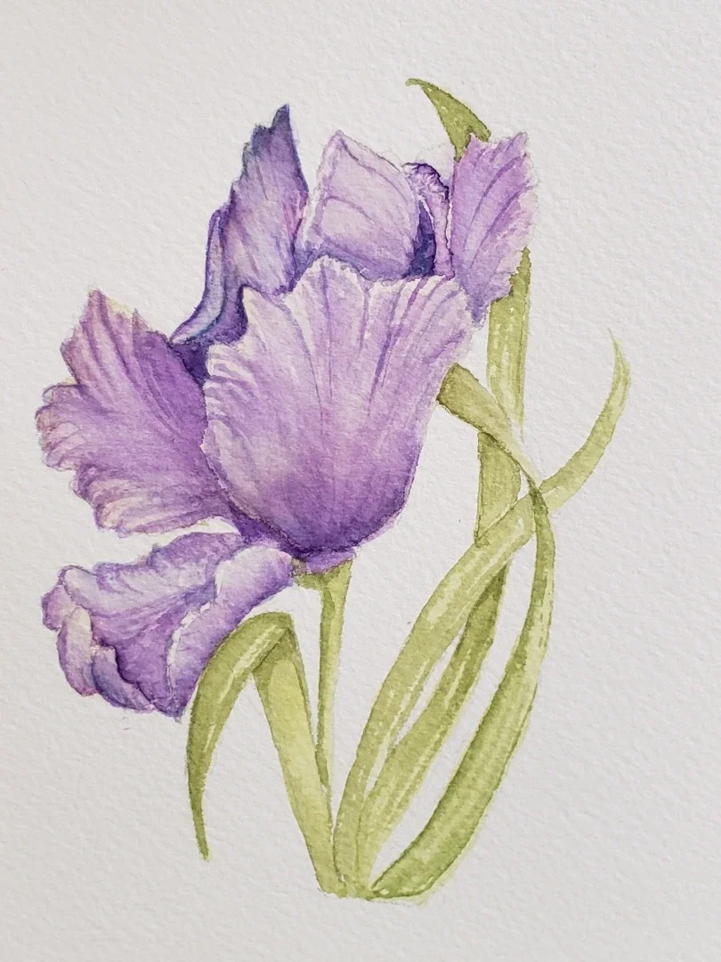 Watercolor Purple Iris Flower