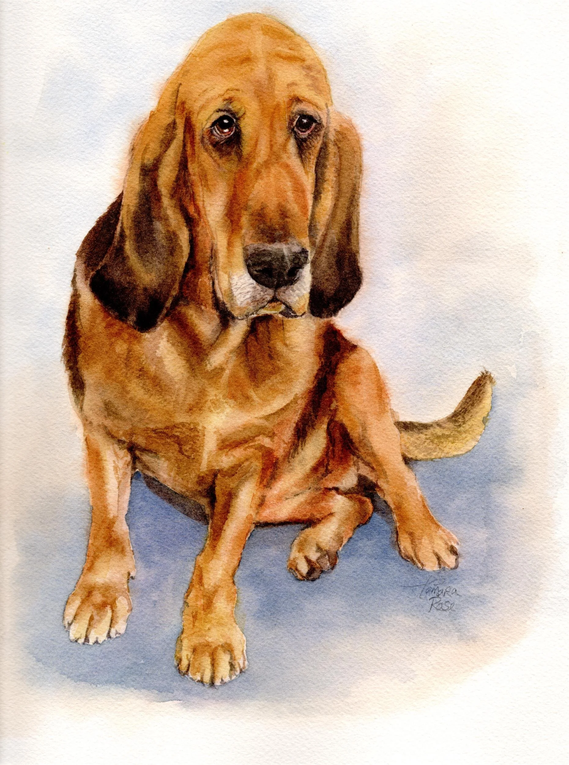 Watercolor of a bloodhound dog