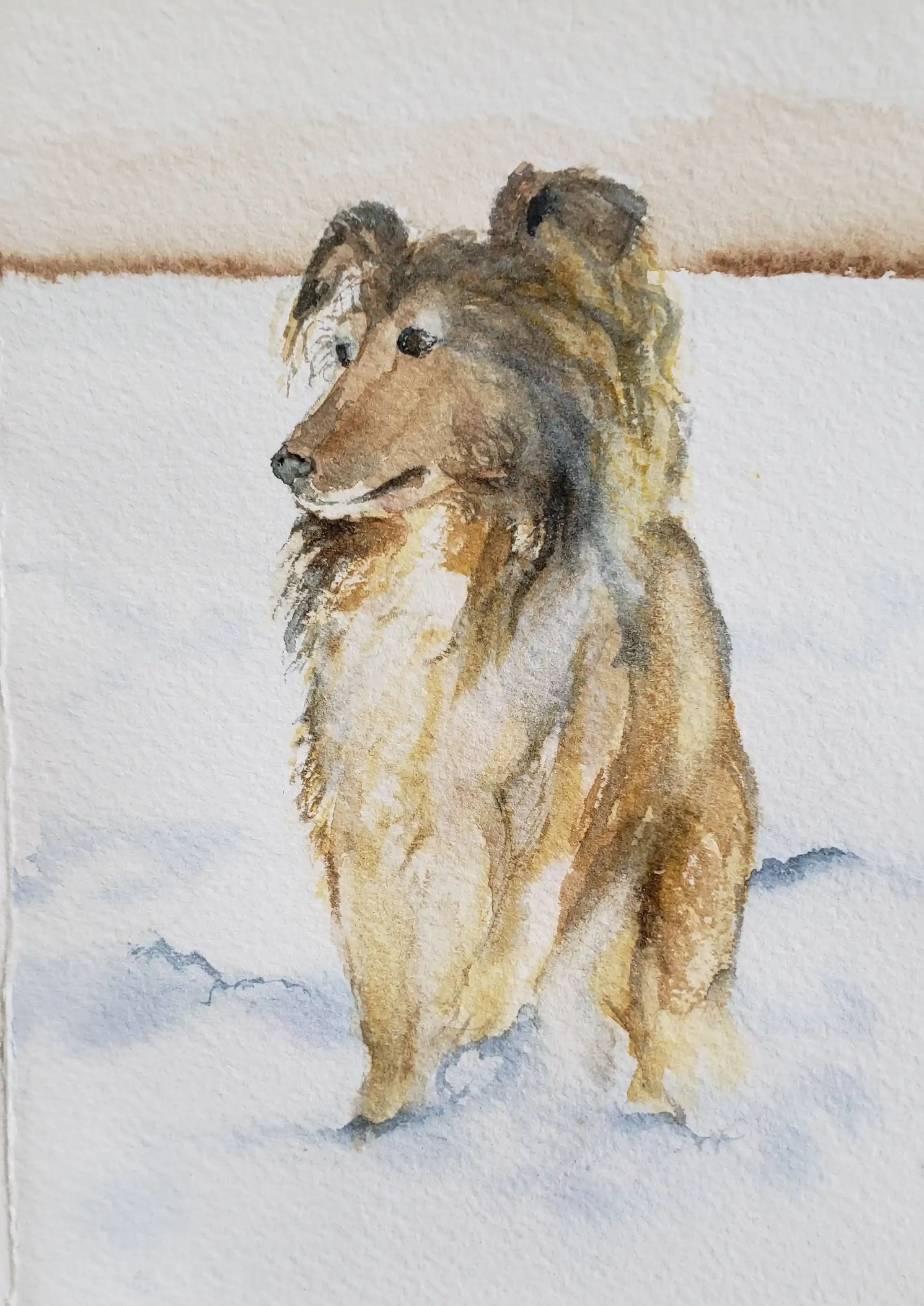 Watercolor Pet Portrait - Collie