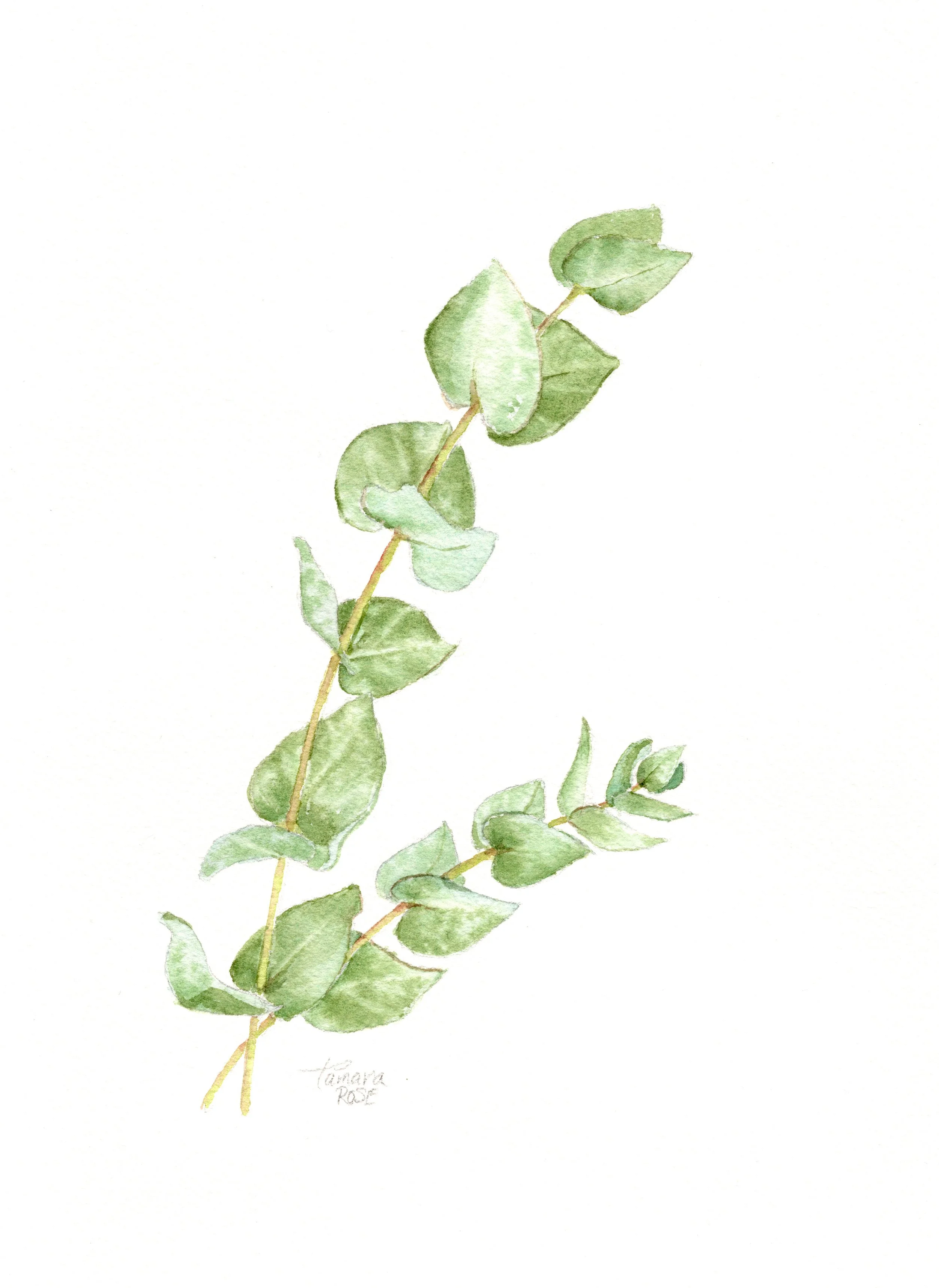 Eucalyptus Branches — Watercolor Print