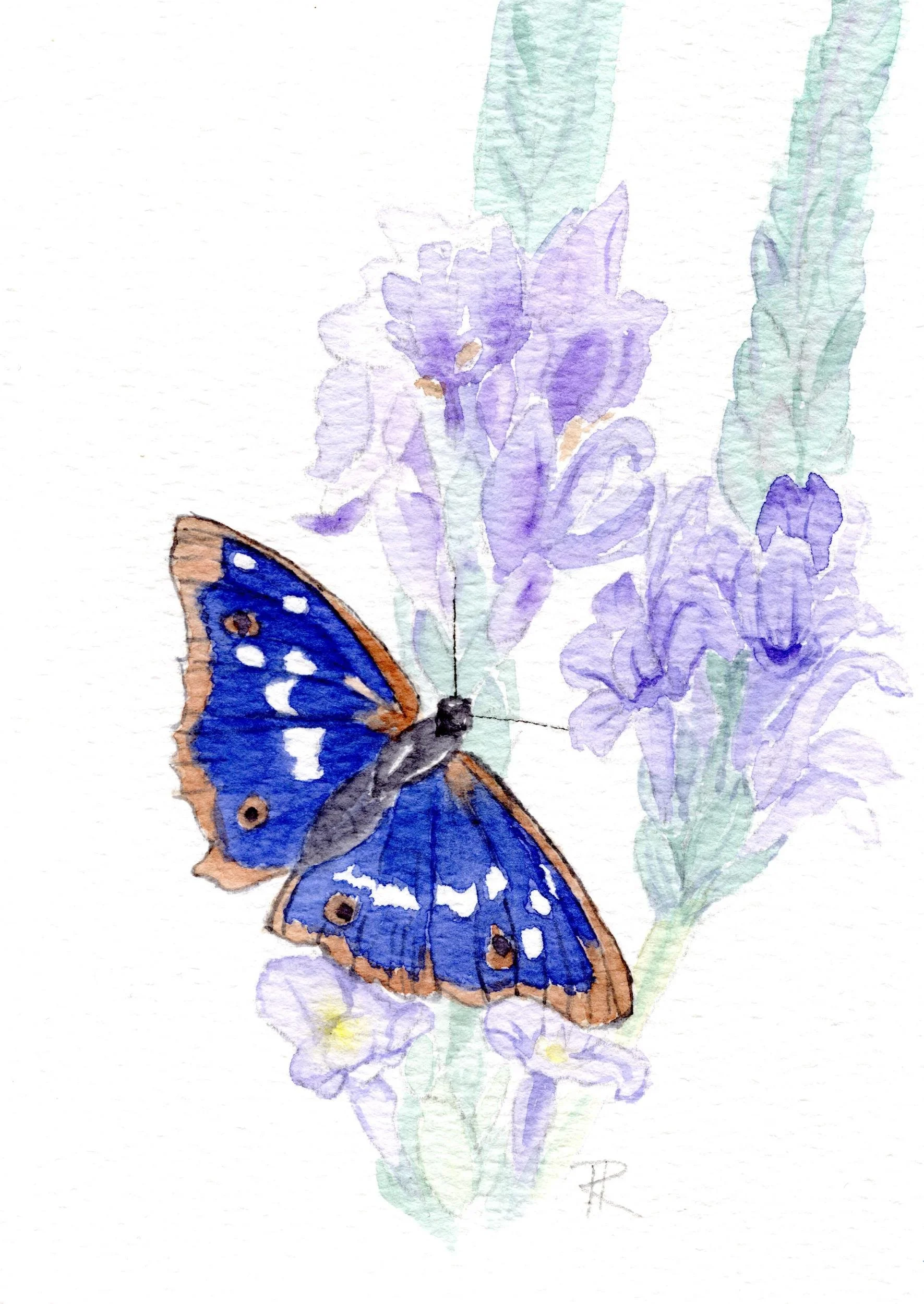 Watercolor of a deep blue butterfly on soft purple flowers