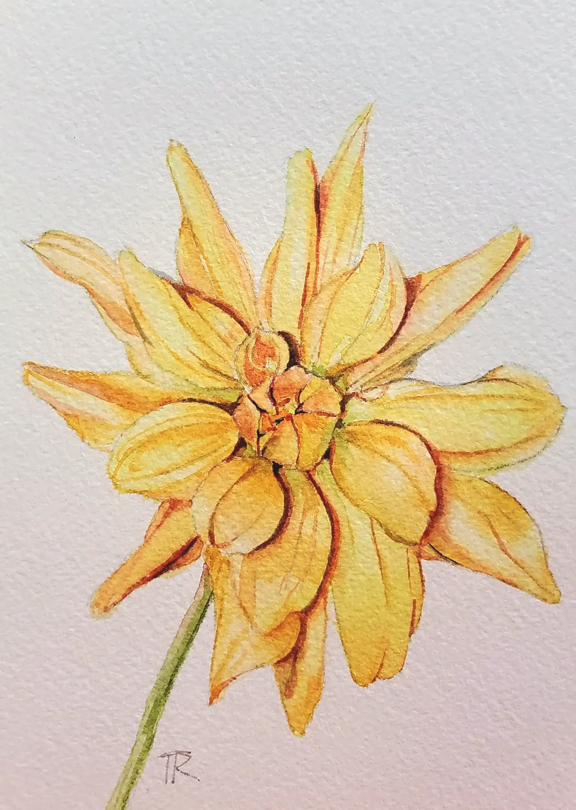 Watercolor painting of a yellow flower with multiple petals and a green stem.