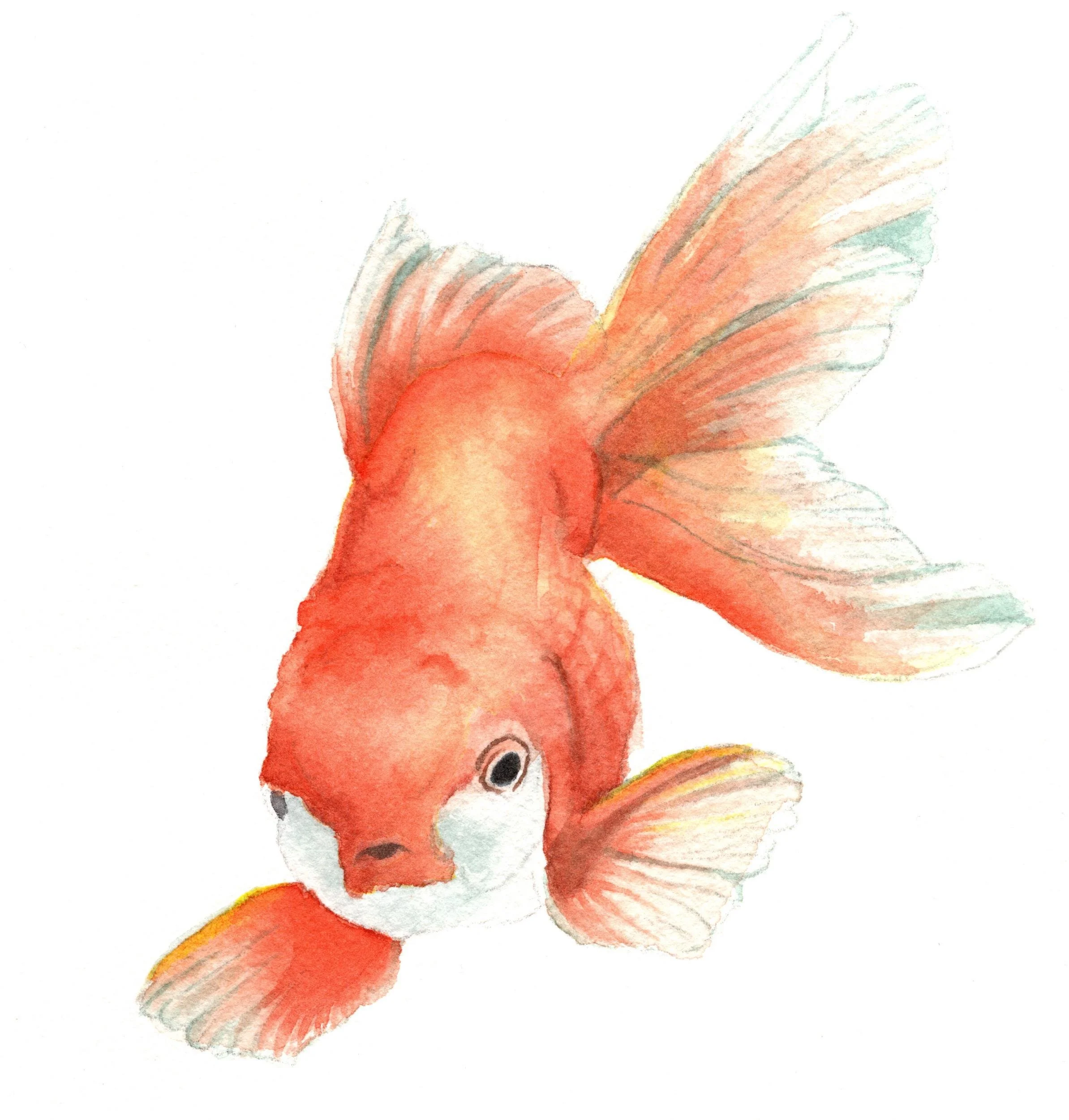 Watercolor of an orange Beta Fish facing the viewer