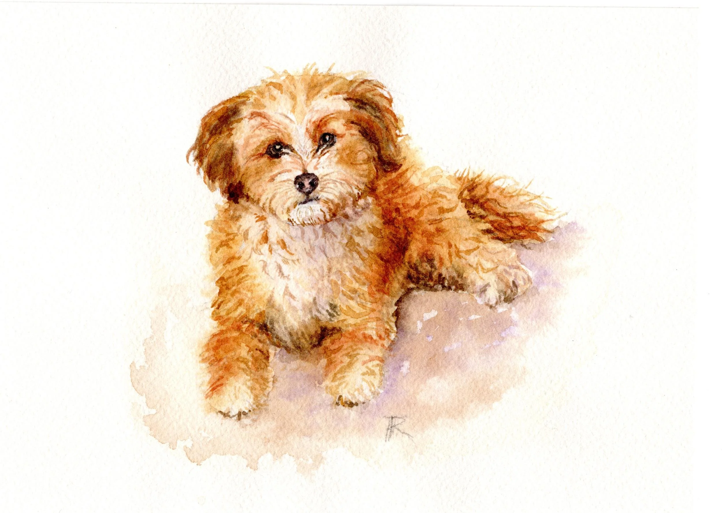 Watercolor portrait of a Havanese puppy