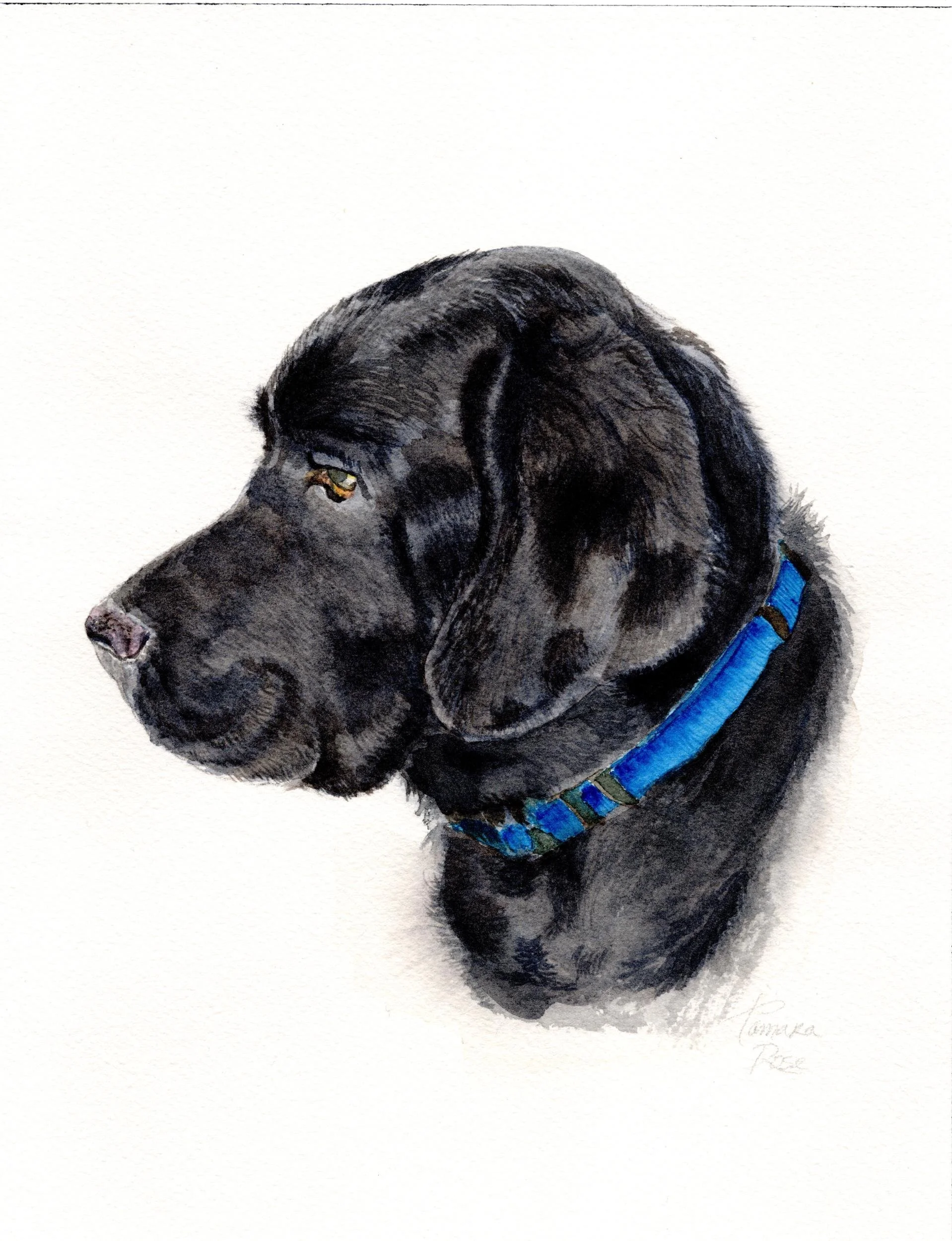 Watercolor portrait of a black labrador dog 