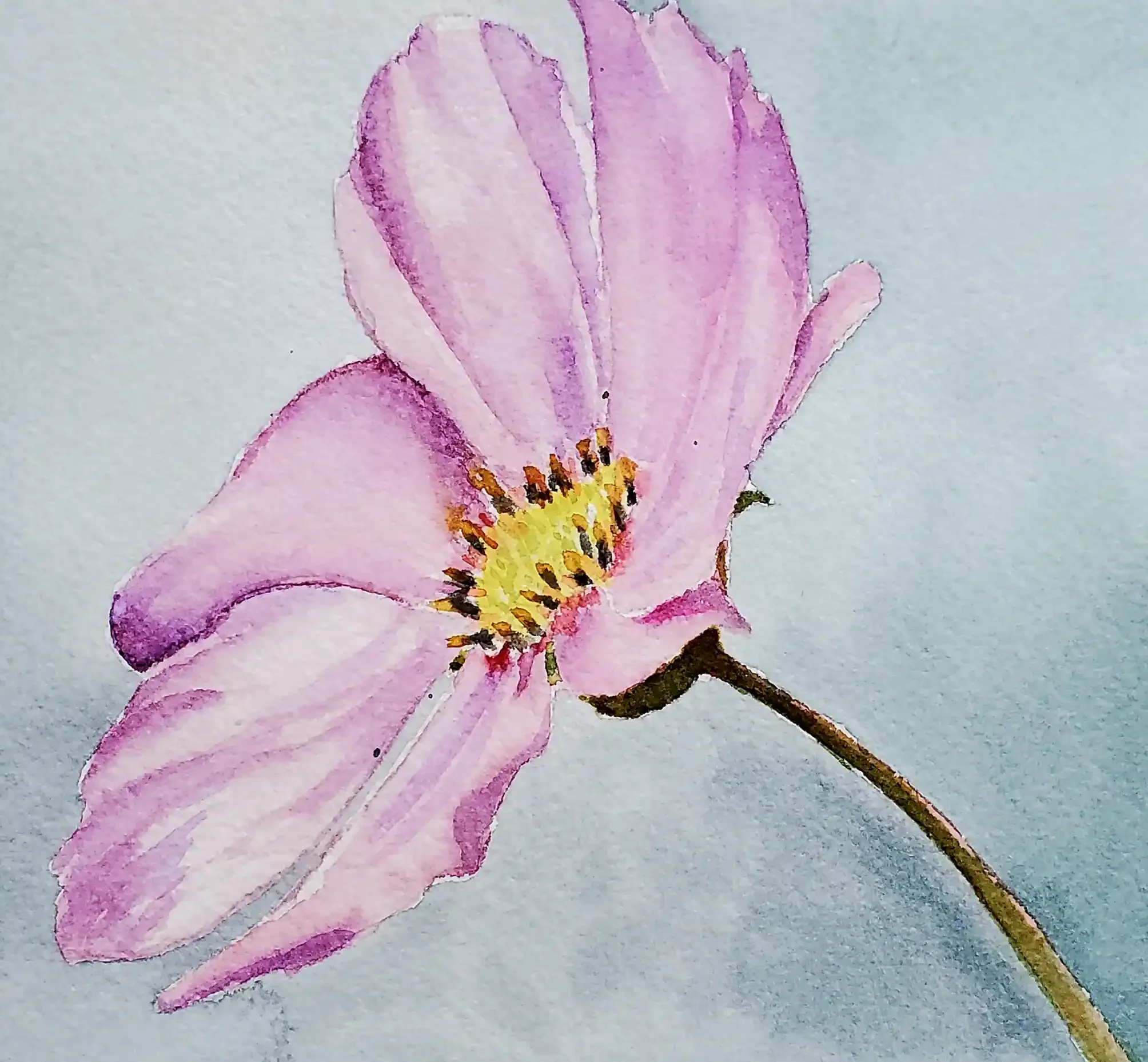Watercolor Pink Cosmos Flower