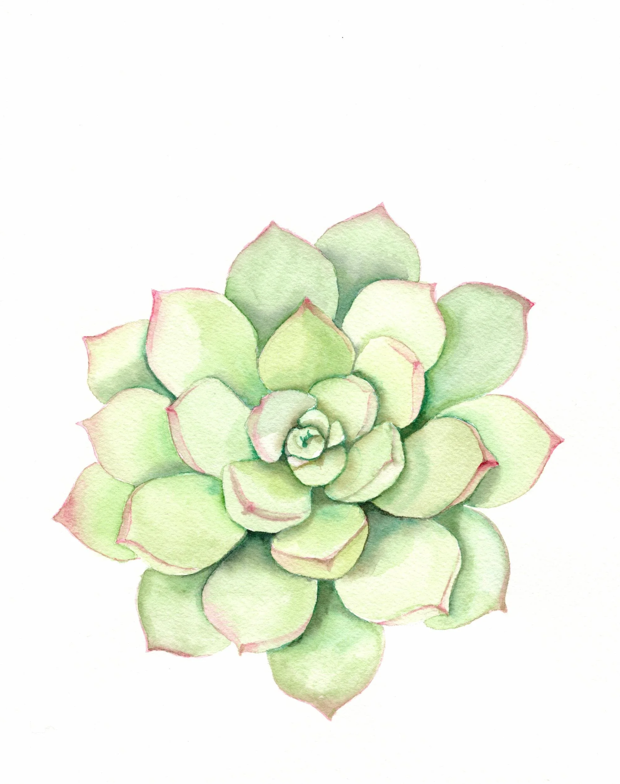 Watercolor-Succulent-print.jpg